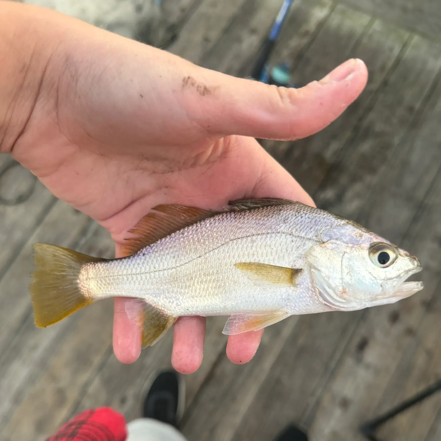 Atlantic croaker caught on Fishbrain