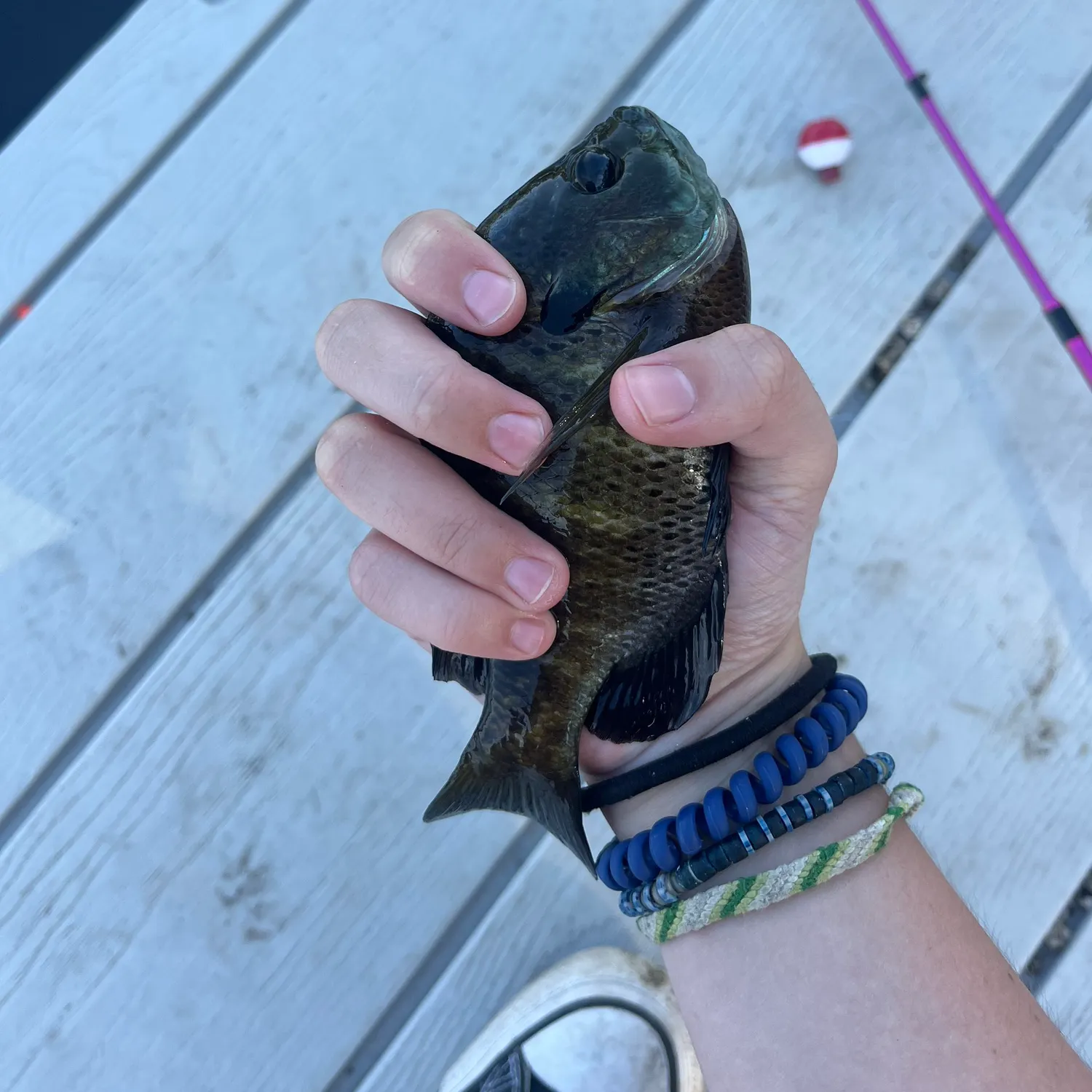 recently logged catches
