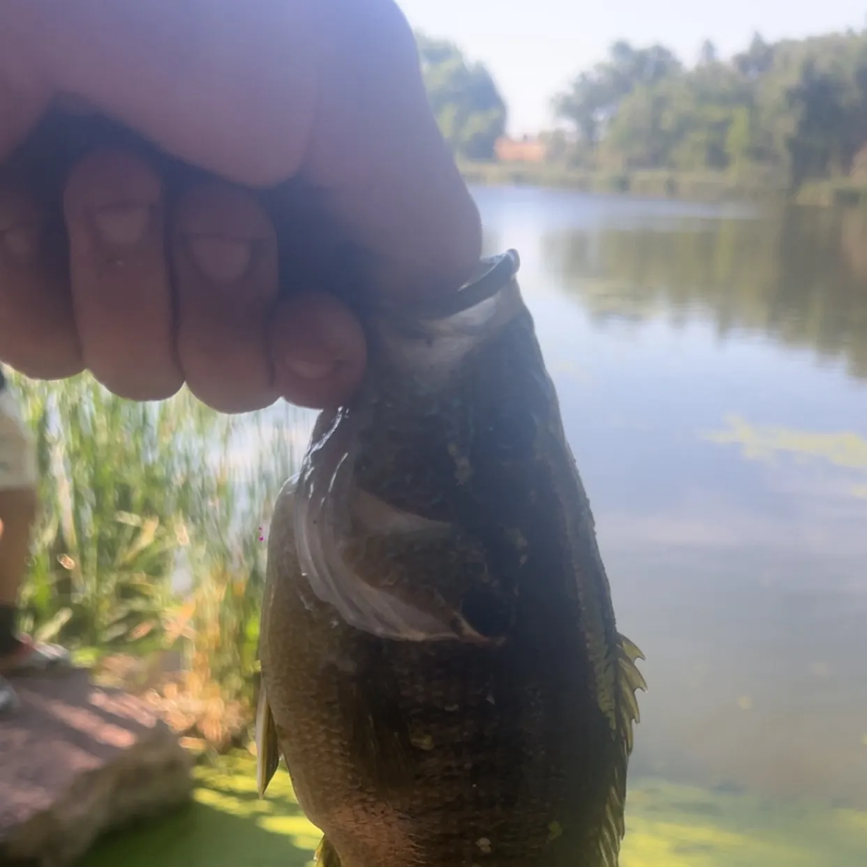 The most recent Green sunfish catches on Fishbrain