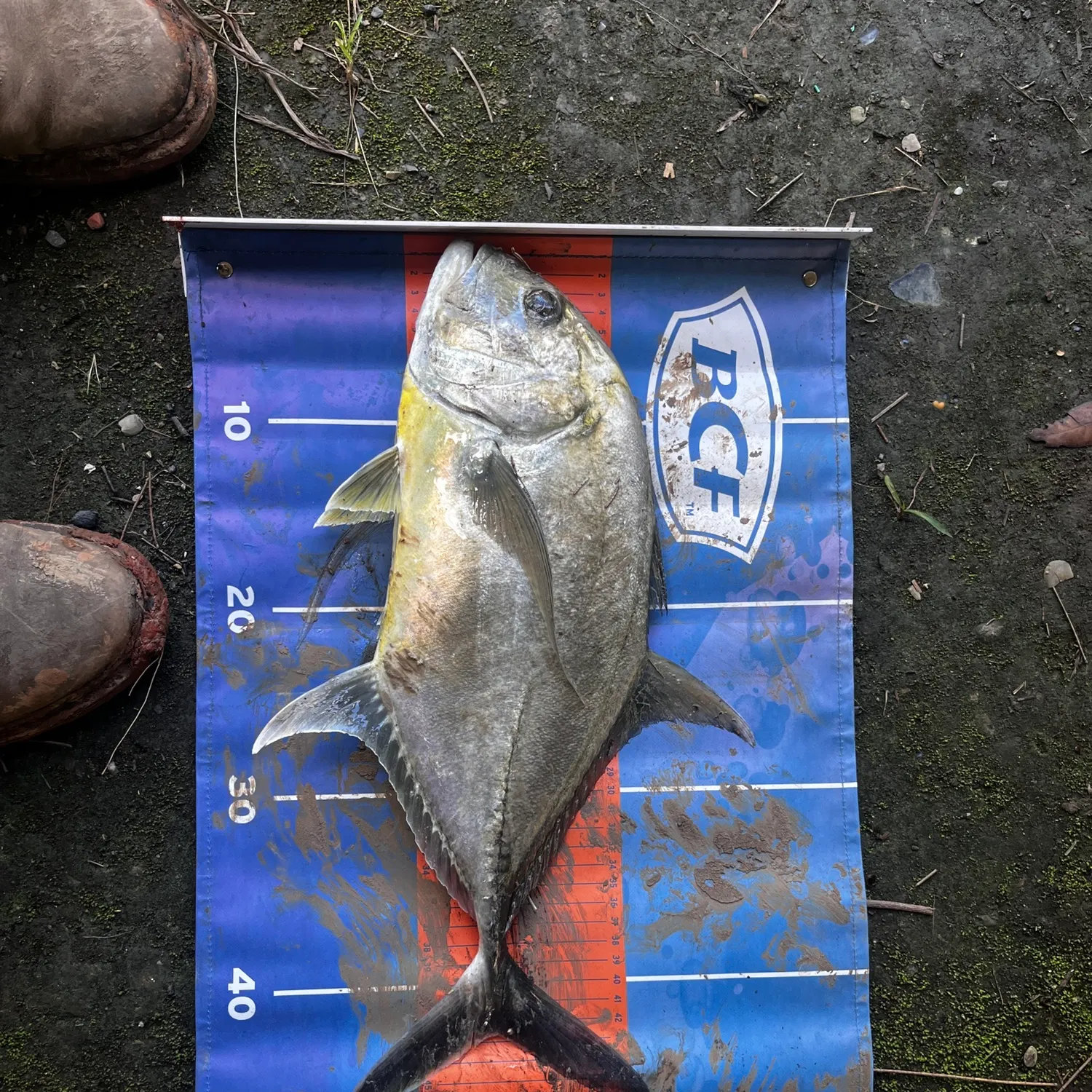 The most recent Giant trevally catches on Fishbrain