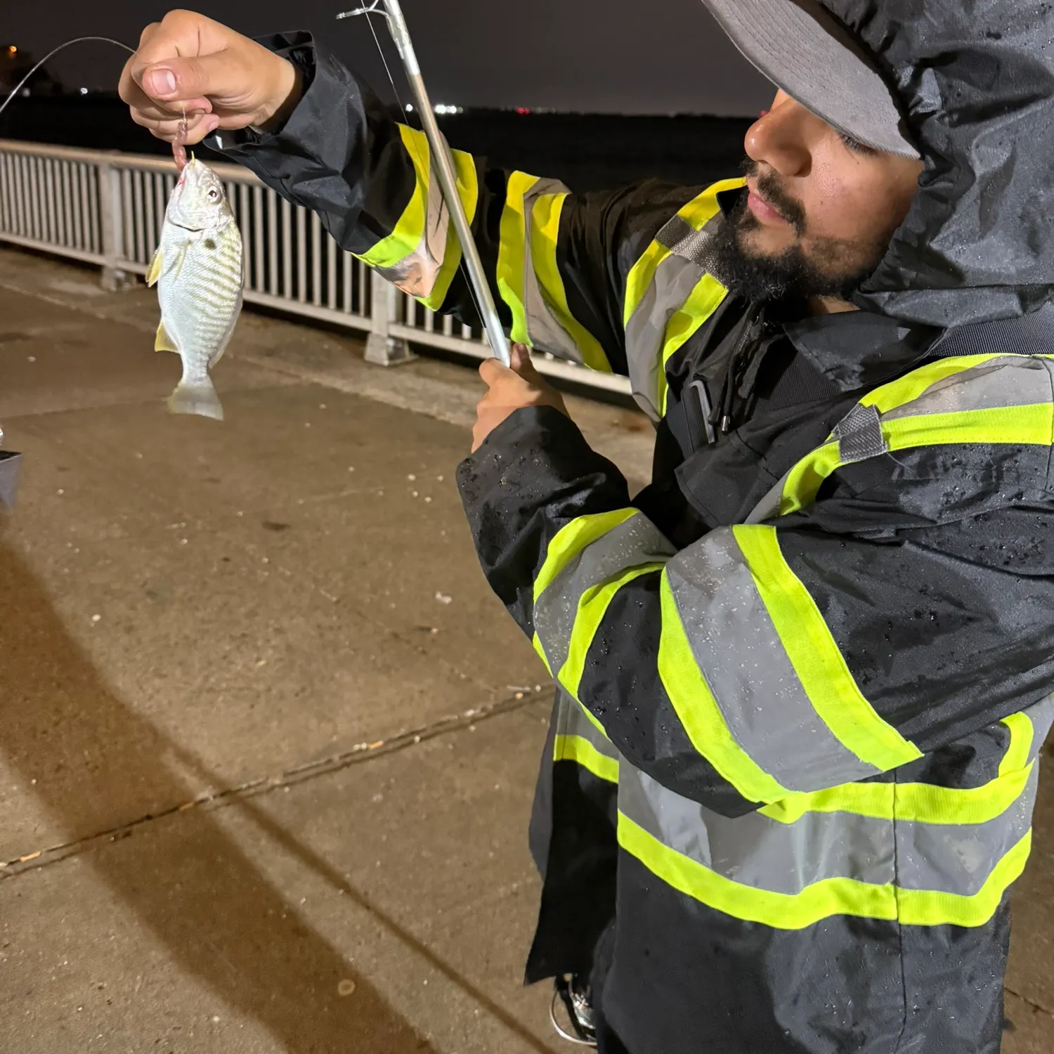 Spot croaker caught on Fishbrain