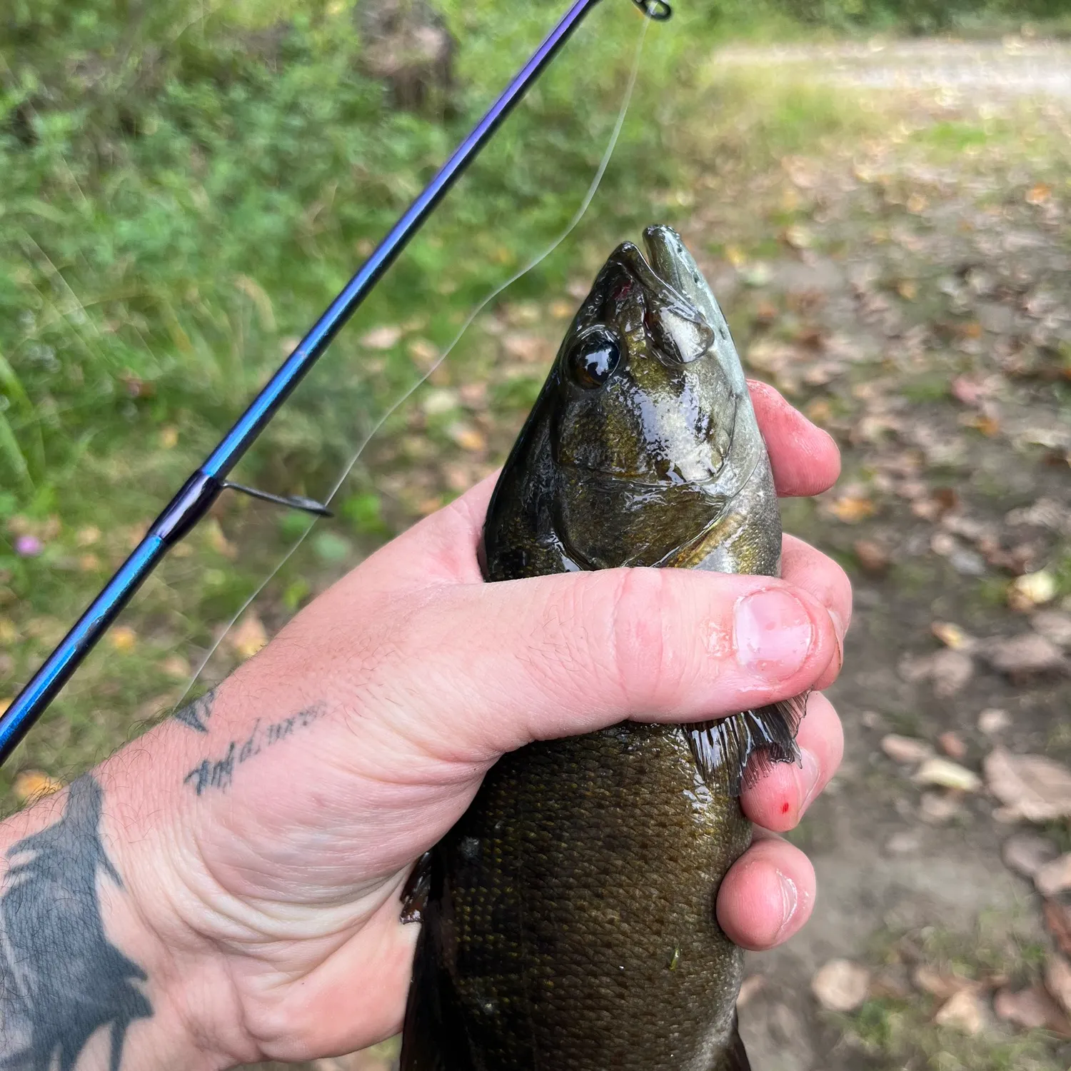 Smallmouth bass caught on Fishbrain