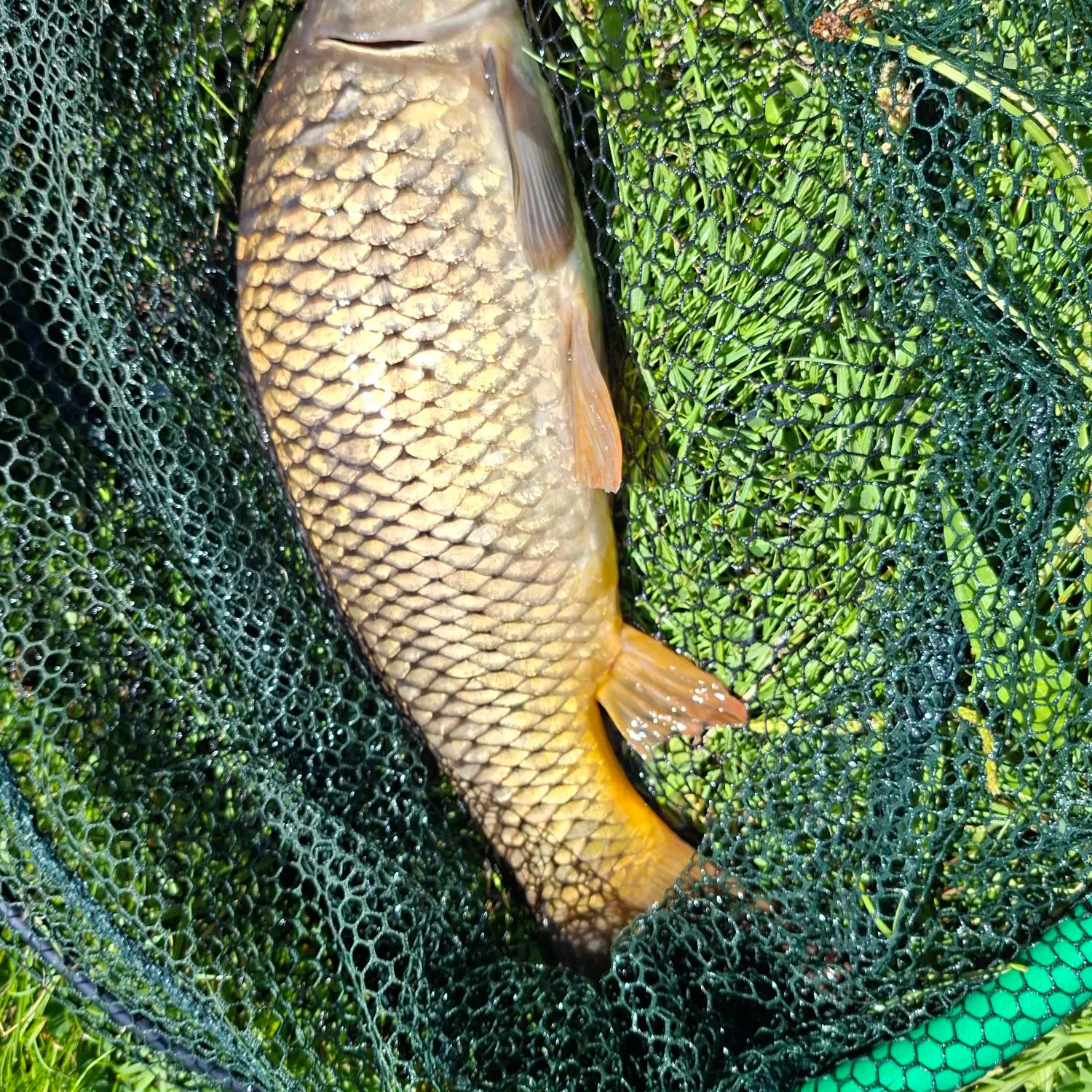 Common carp caught on Fishbrain