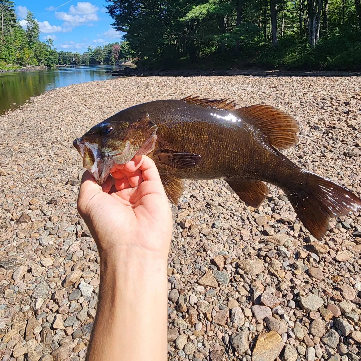 Smallmouth bass caught on Fishbrain