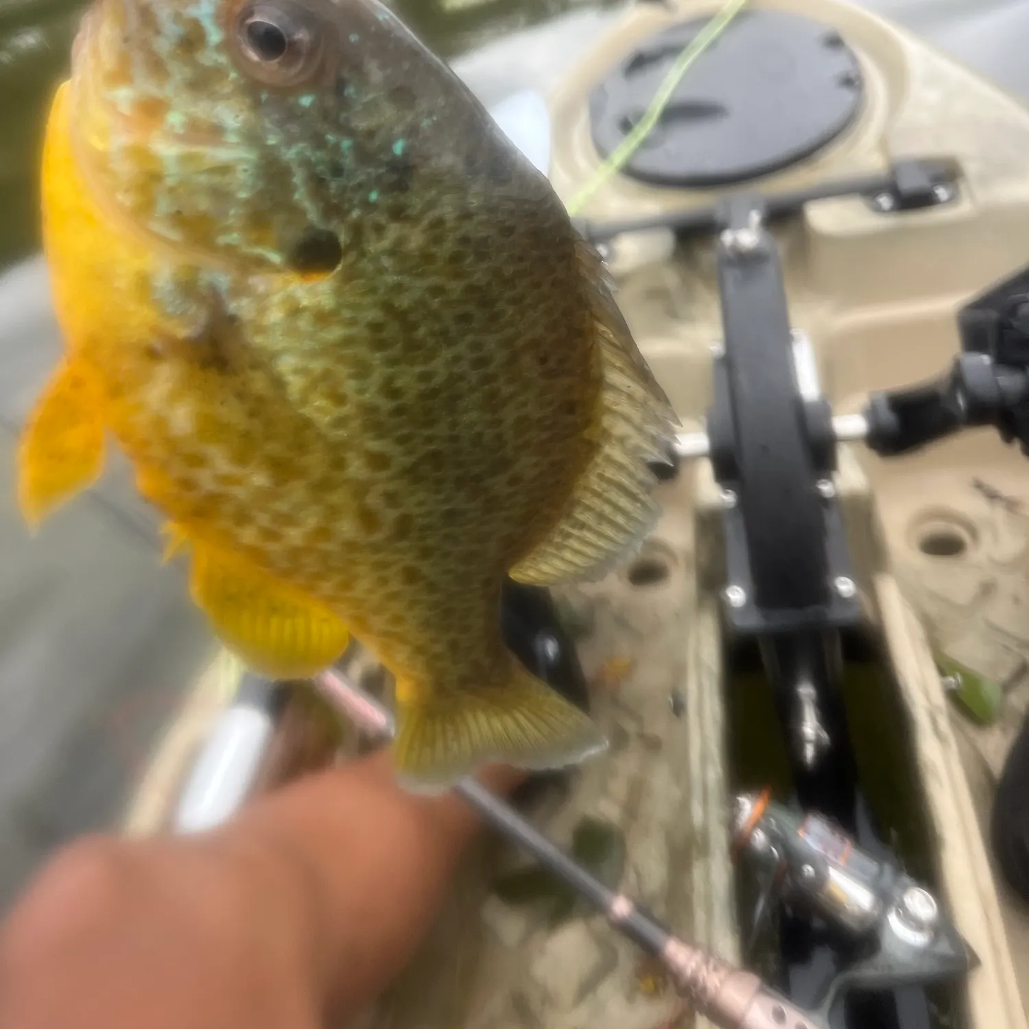 Pumpkinseed caught on Fishbrain