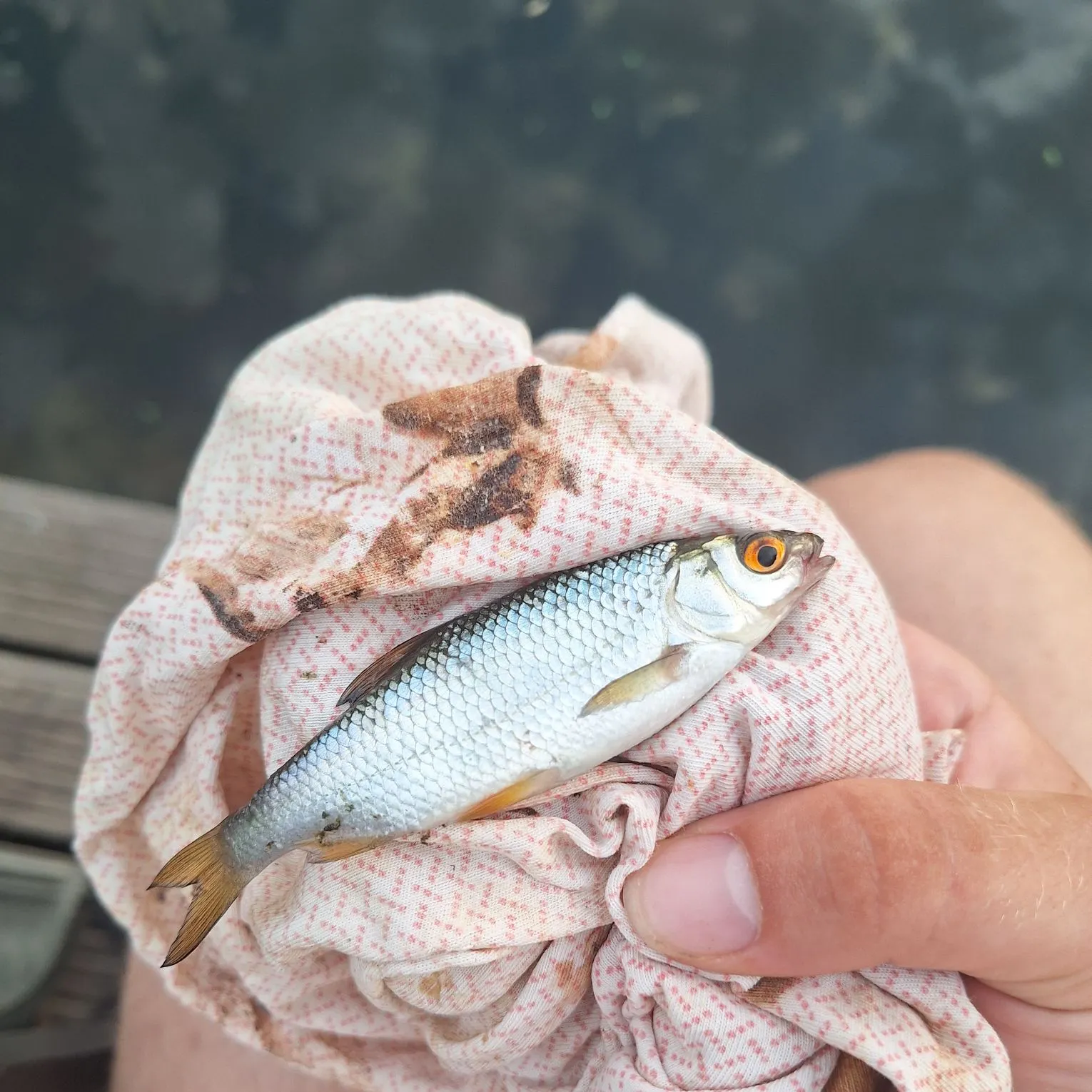 Common roach caught on Fishbrain