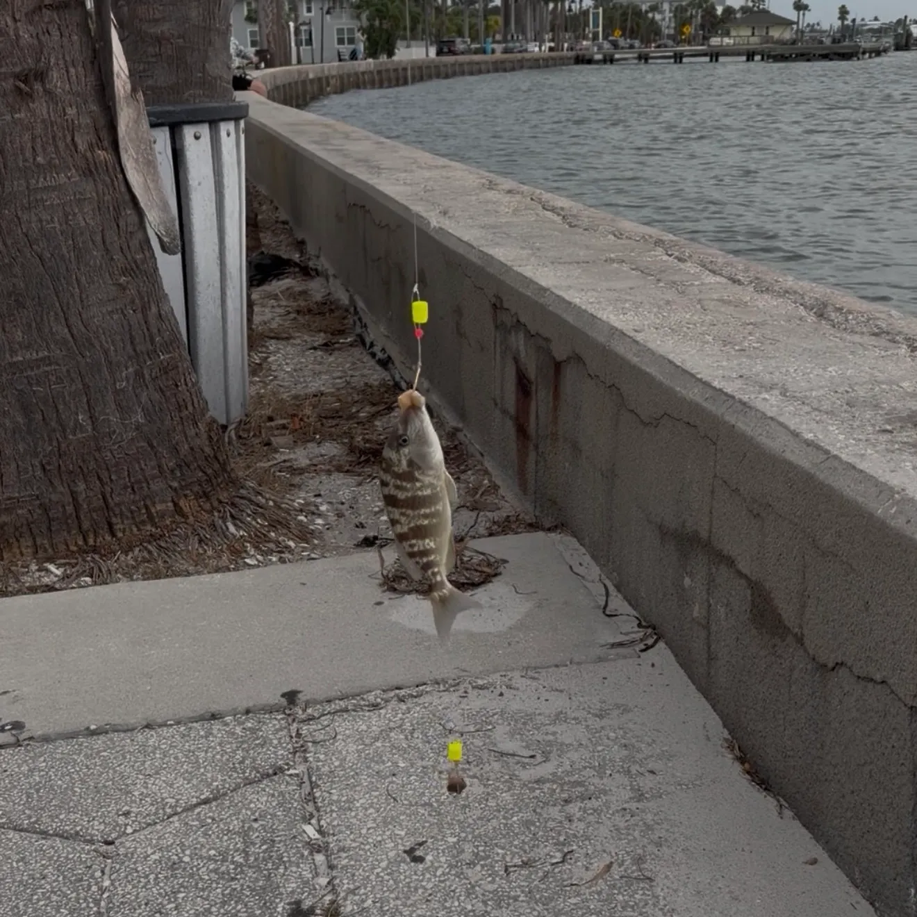 The most recent Pigfish catches on Fishbrain
