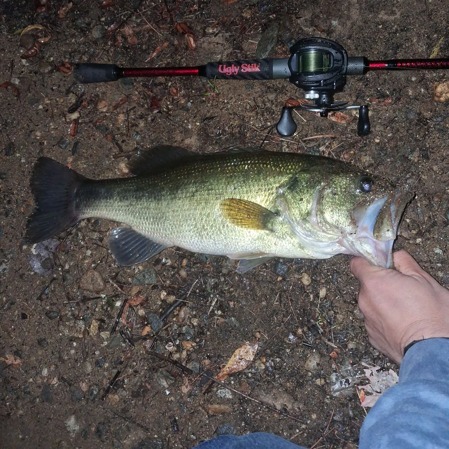 Largemouth bass caught on Fishbrain