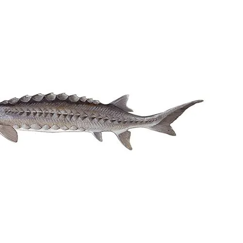 Lake sturgeon caught on Fishbrain