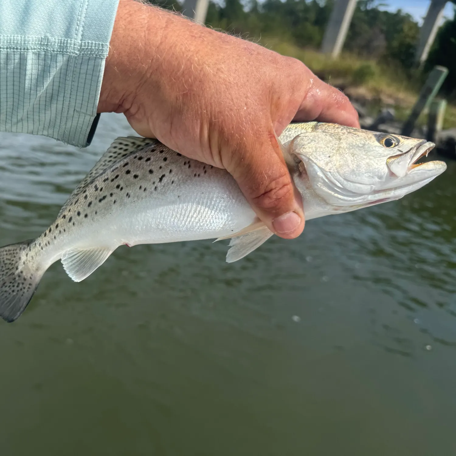 Spotted seatrout caught on Fishbrain
