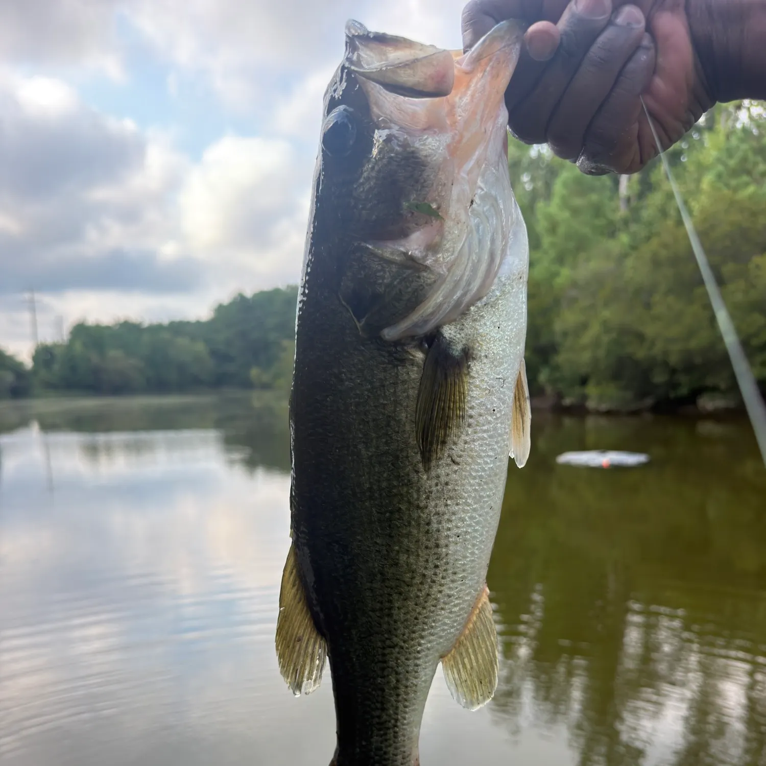 Largemouth bass caught on Fishbrain