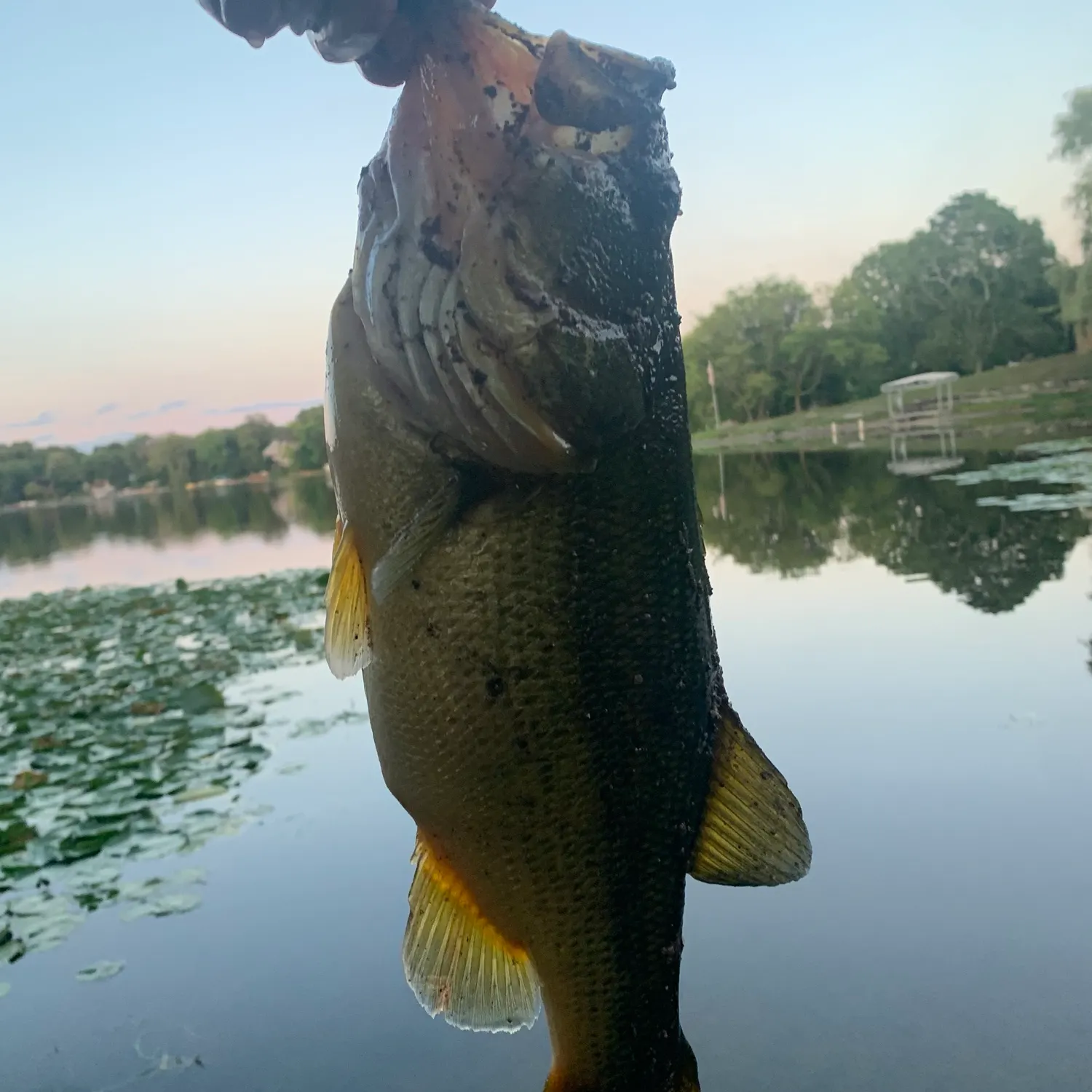 Largemouth bass caught on Fishbrain
