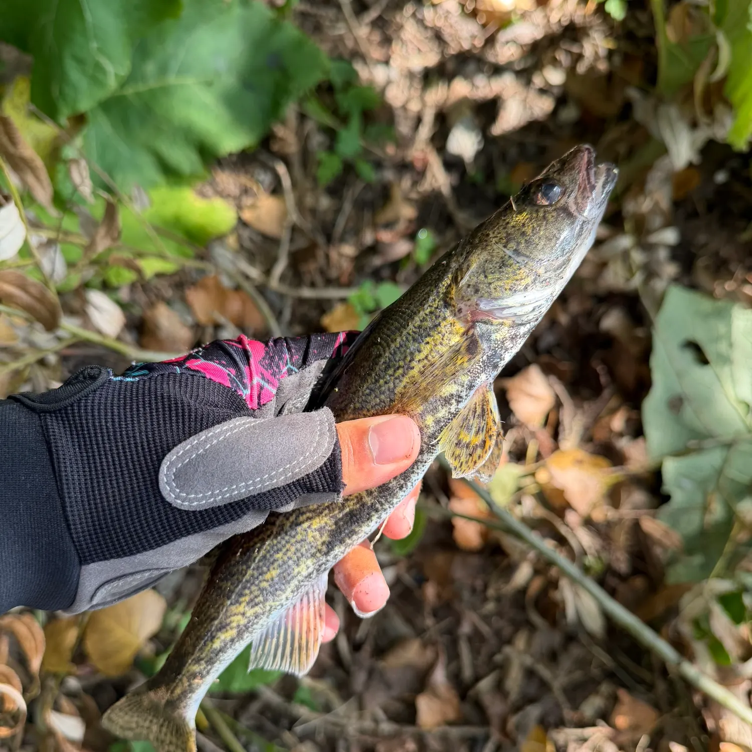 Saugeye caught on Fishbrain