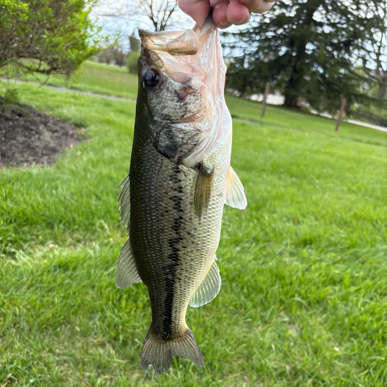 The most recent Port Jackson shark catches on Fishbrain