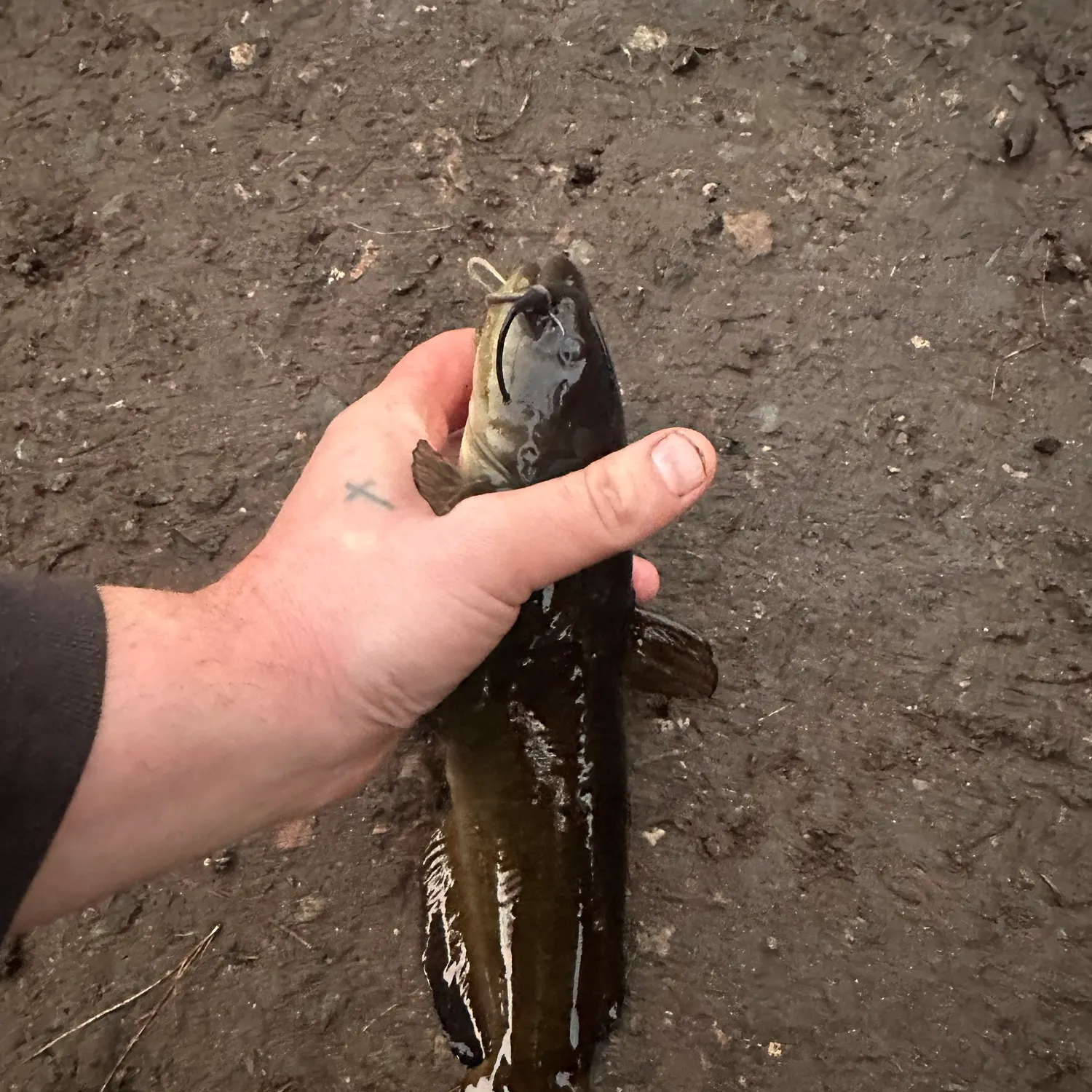 Black bullhead caught on Fishbrain