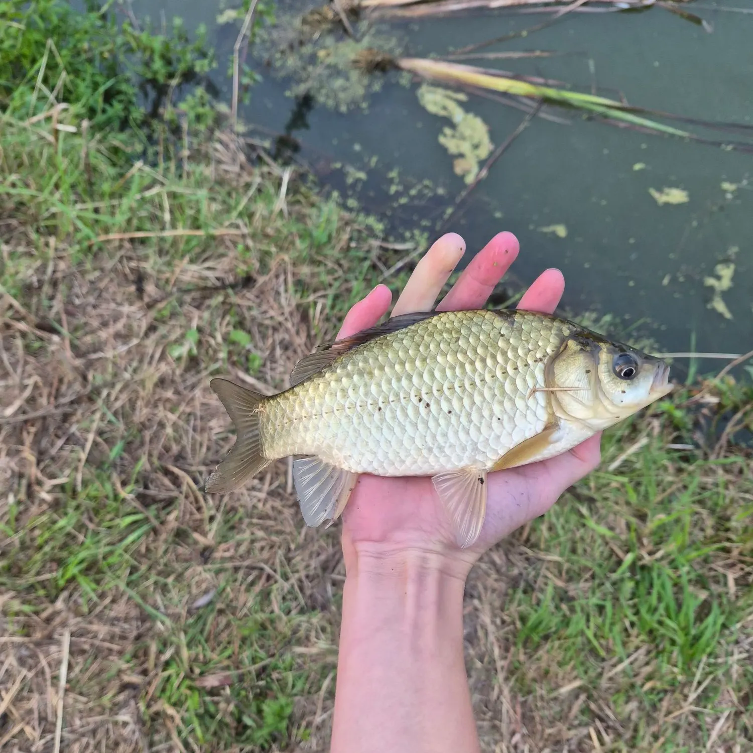 The most recent Crucian carp catches on Fishbrain