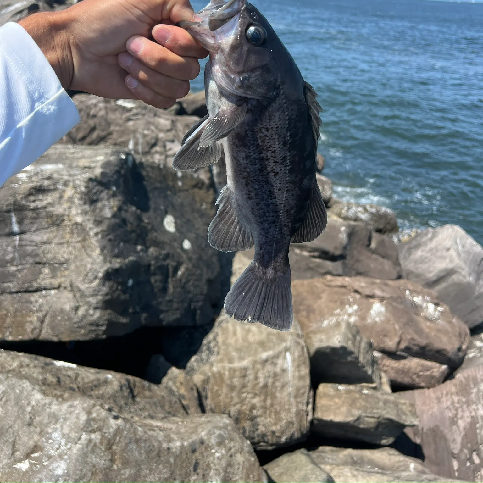 The most recent Black rockfish catches on Fishbrain