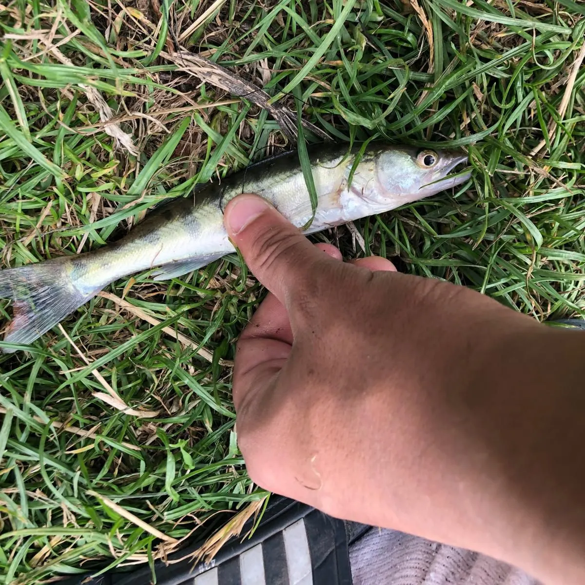 Zander caught on Fishbrain