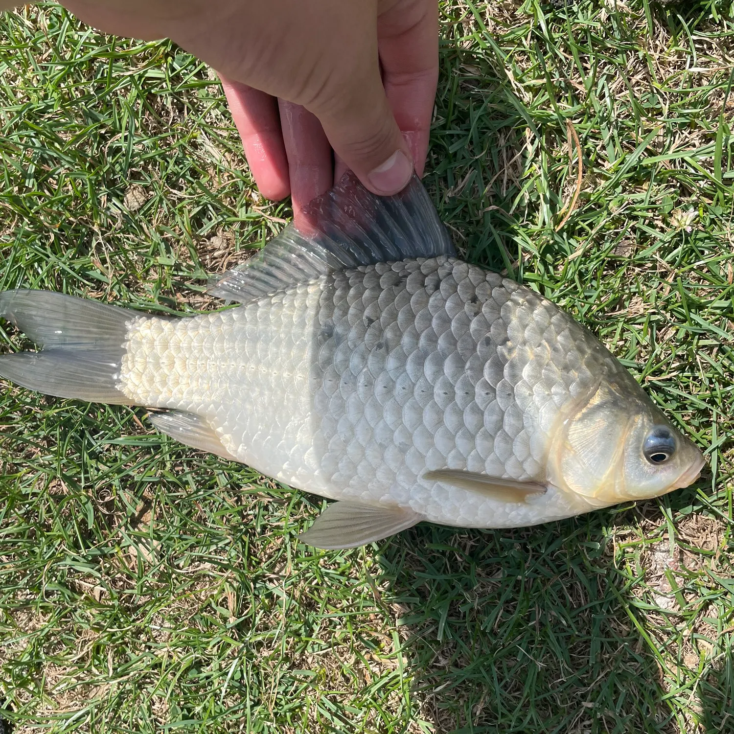 Common bream caught on Fishbrain