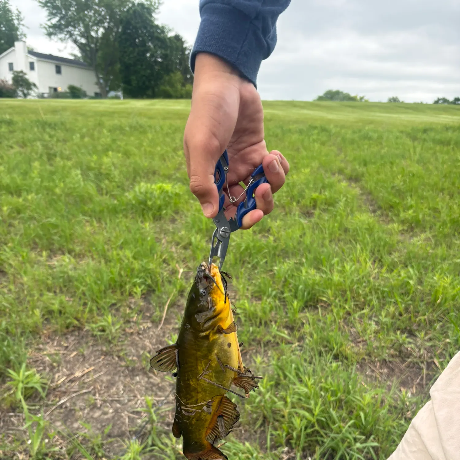 Yellow bullhead caught on Fishbrain