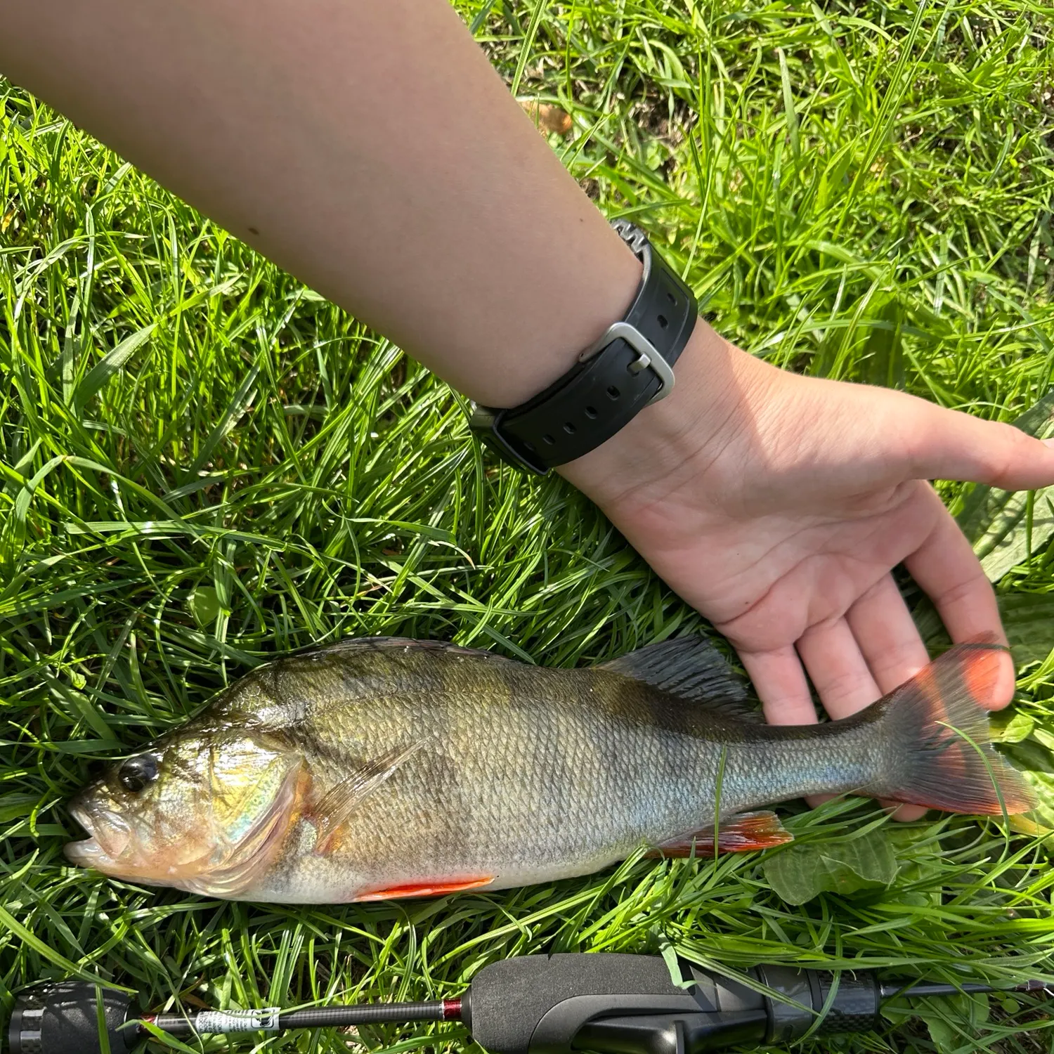 European perch caught on Fishbrain