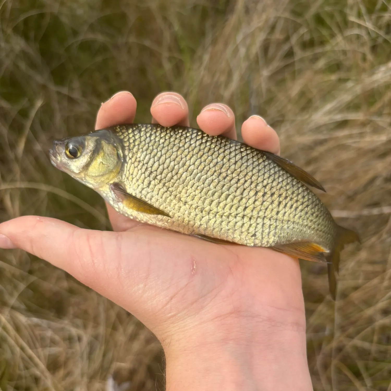The most recent Golden shiner catches on Fishbrain