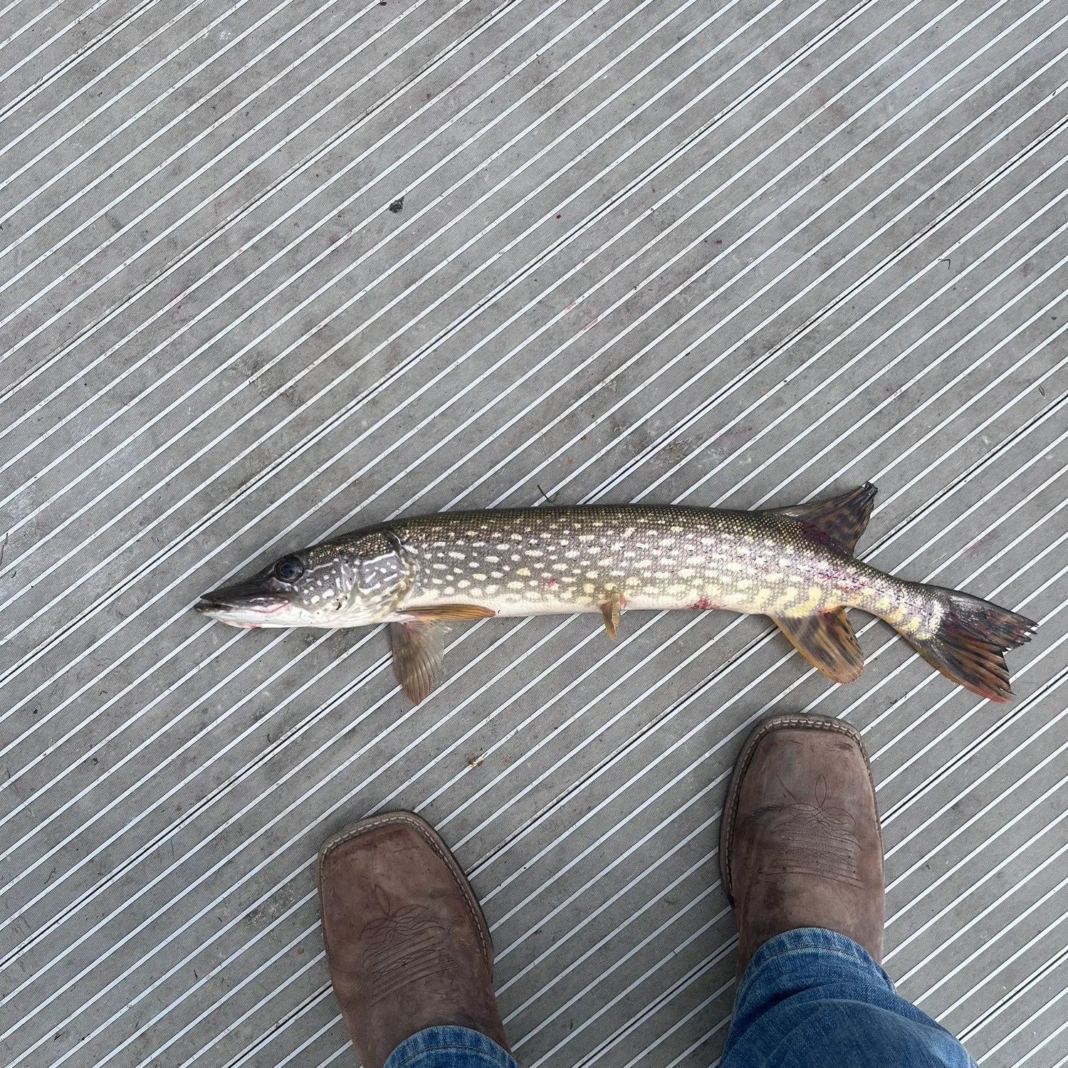 Northern pike caught on Fishbrain