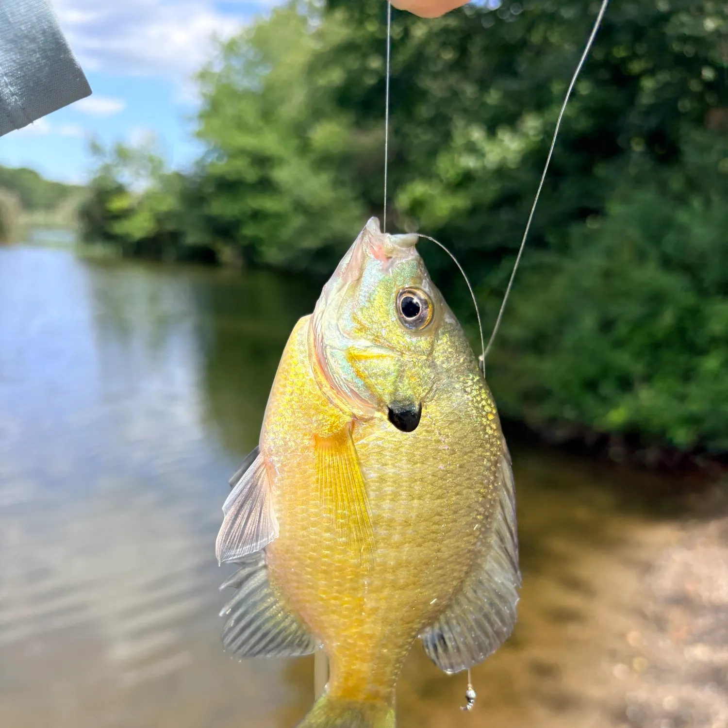 Redbreast sunfish caught on Fishbrain