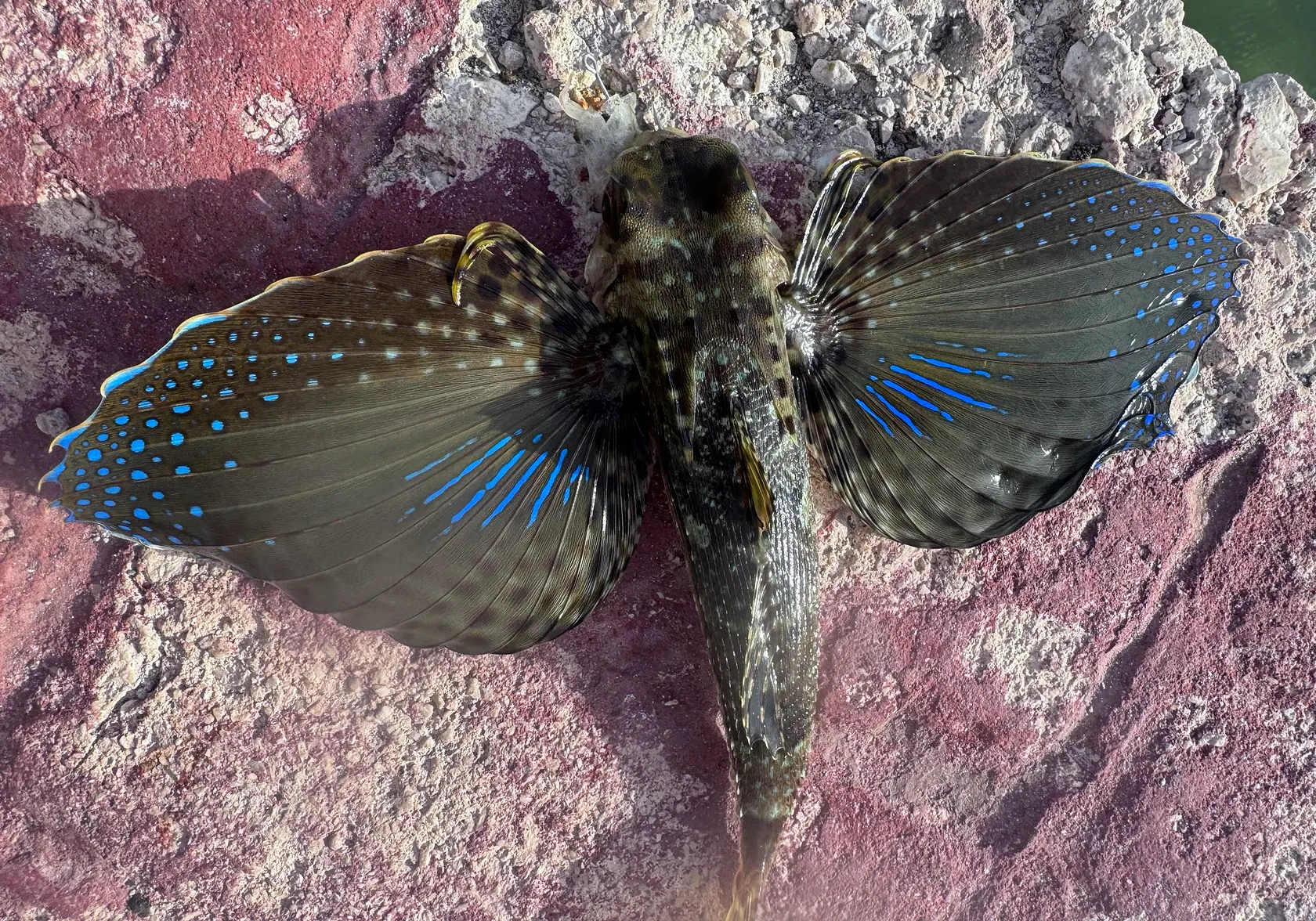 Flying gurnard