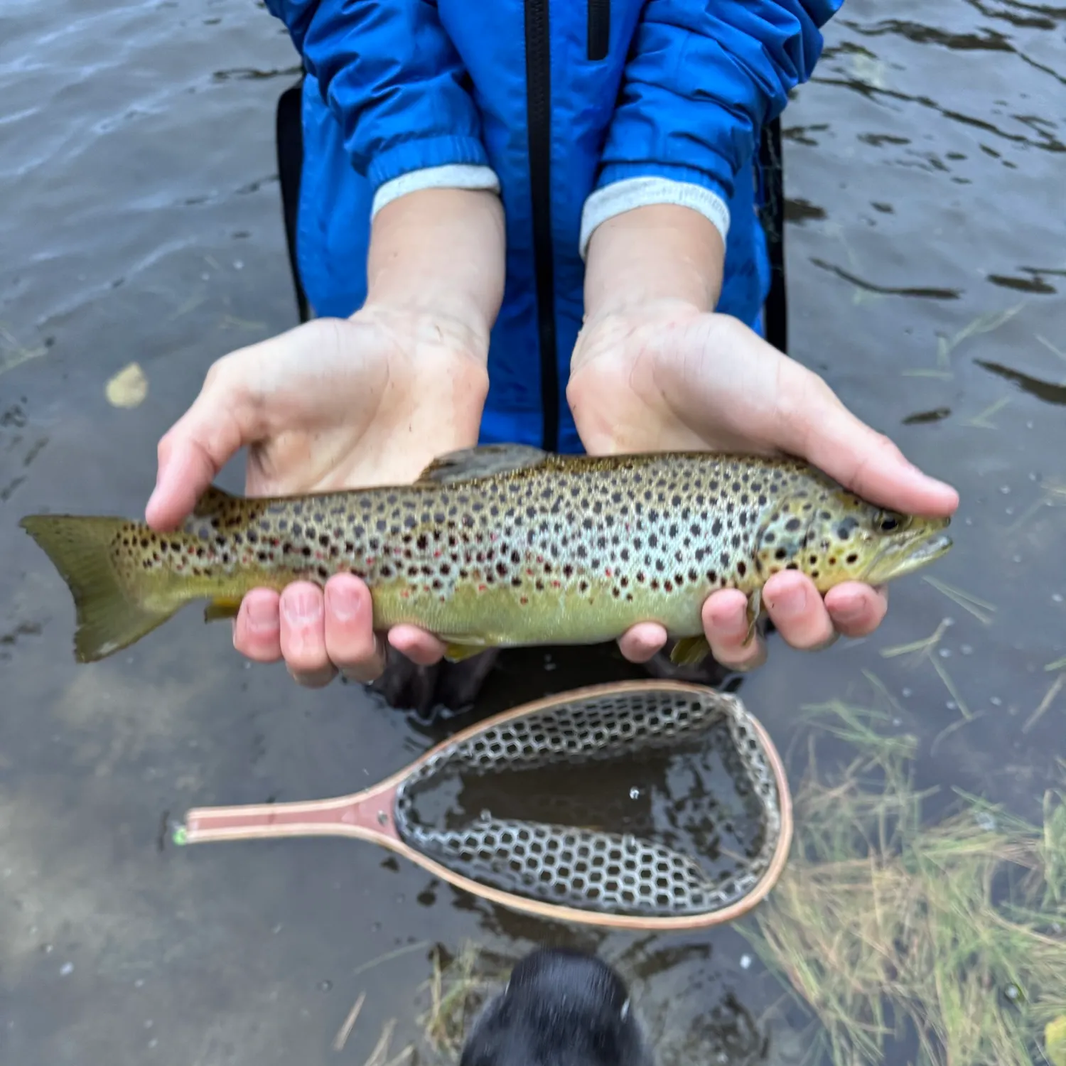Brown trout caught on Fishbrain