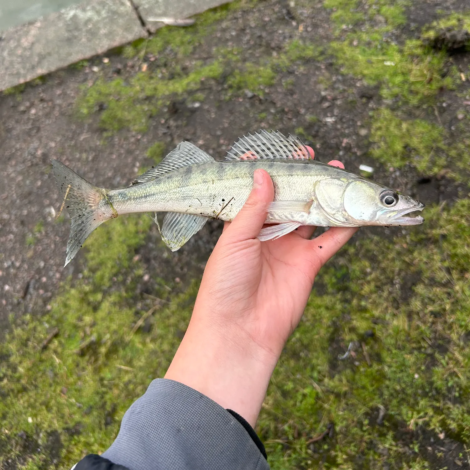 The most recent Zander catches on Fishbrain