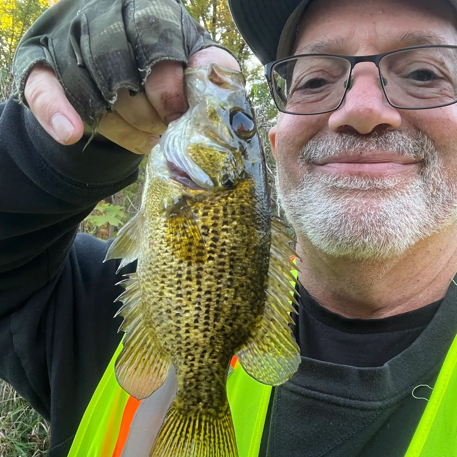 Rock bass caught on Fishbrain