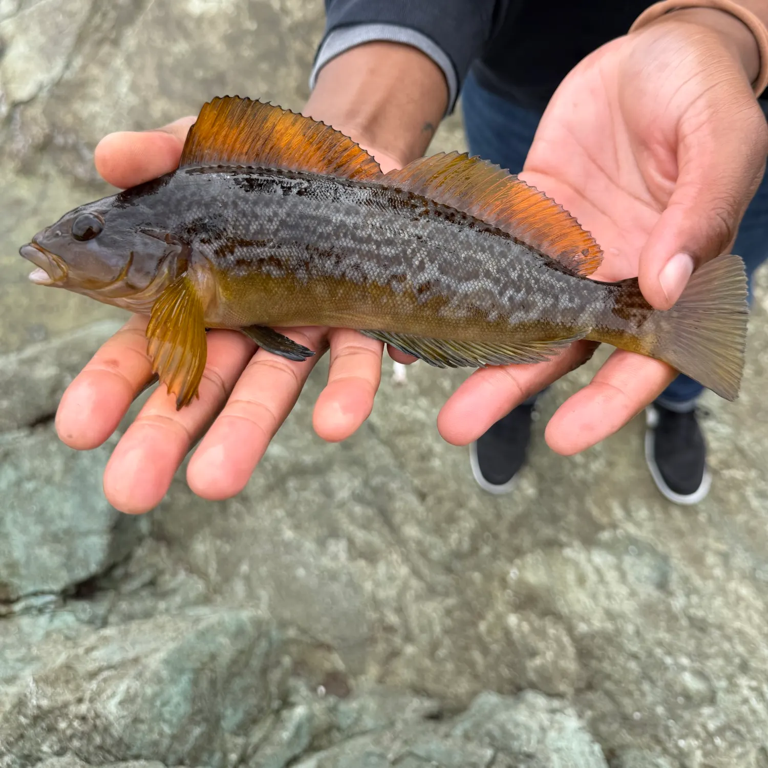 Kelp greenling caught on Fishbrain