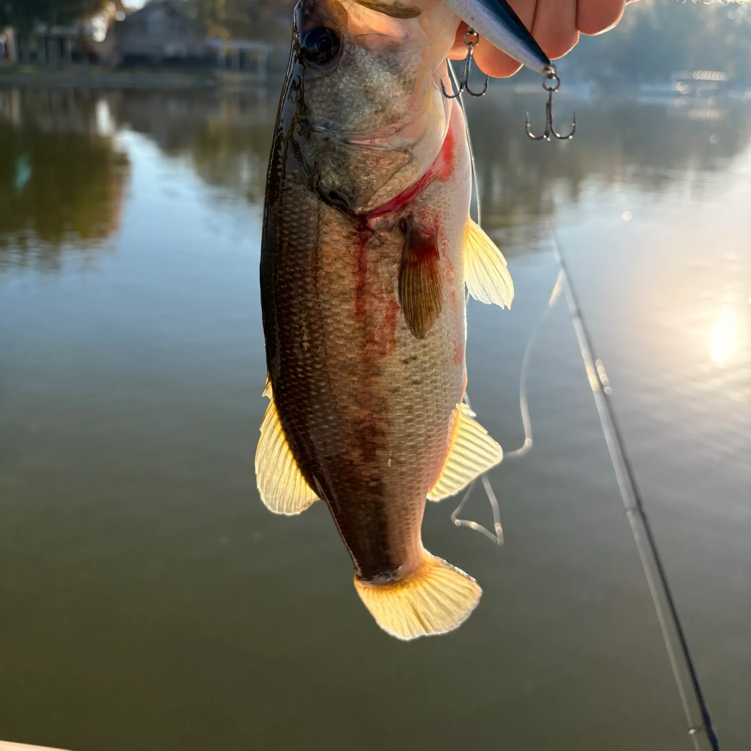 Largemouth bass caught on Fishbrain