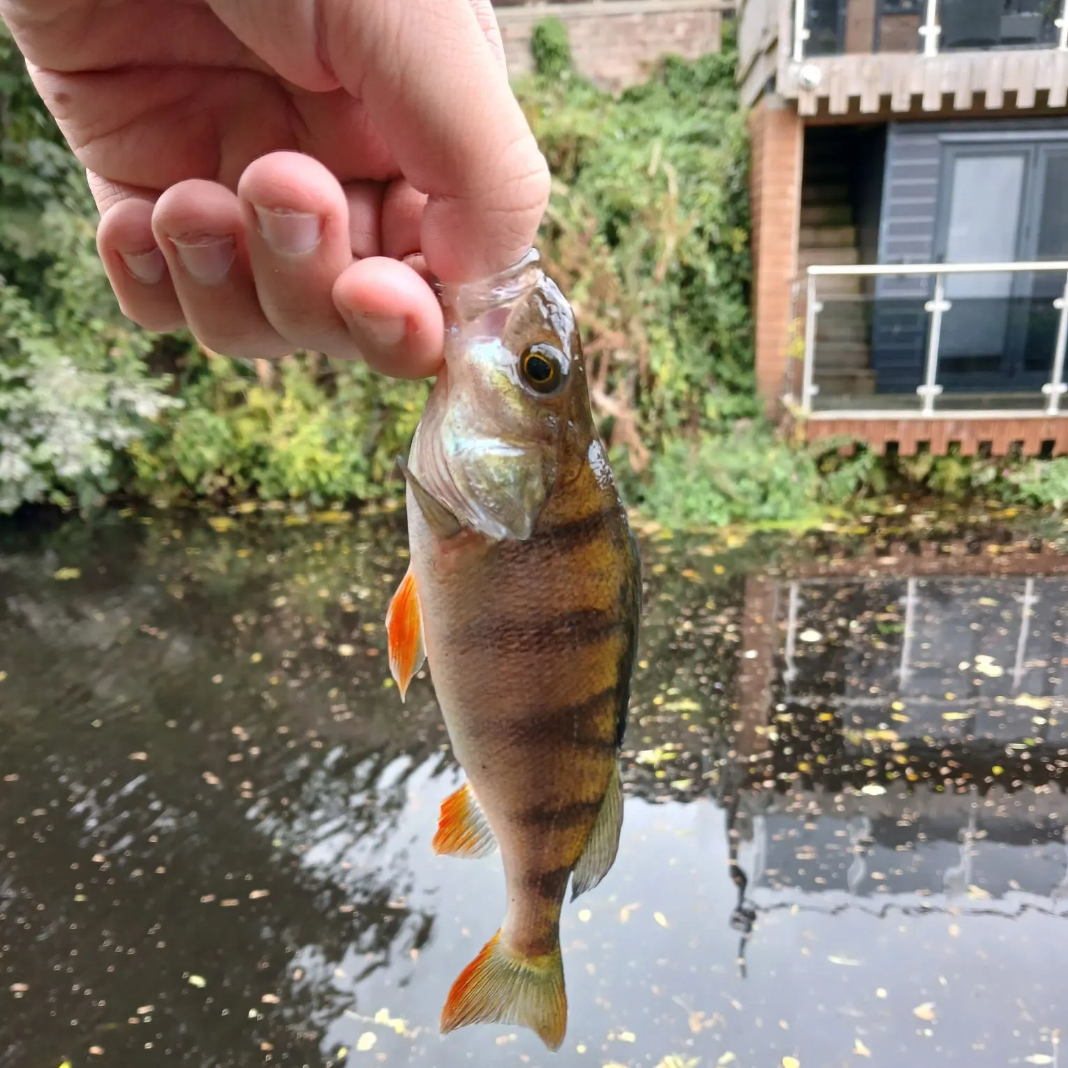 European perch caught on Fishbrain