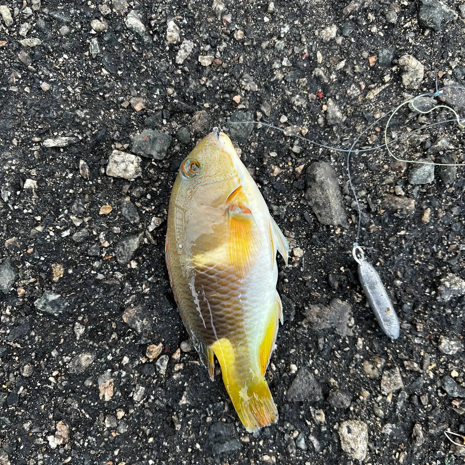 The most recent Orange-dotted tuskfish catches on Fishbrain