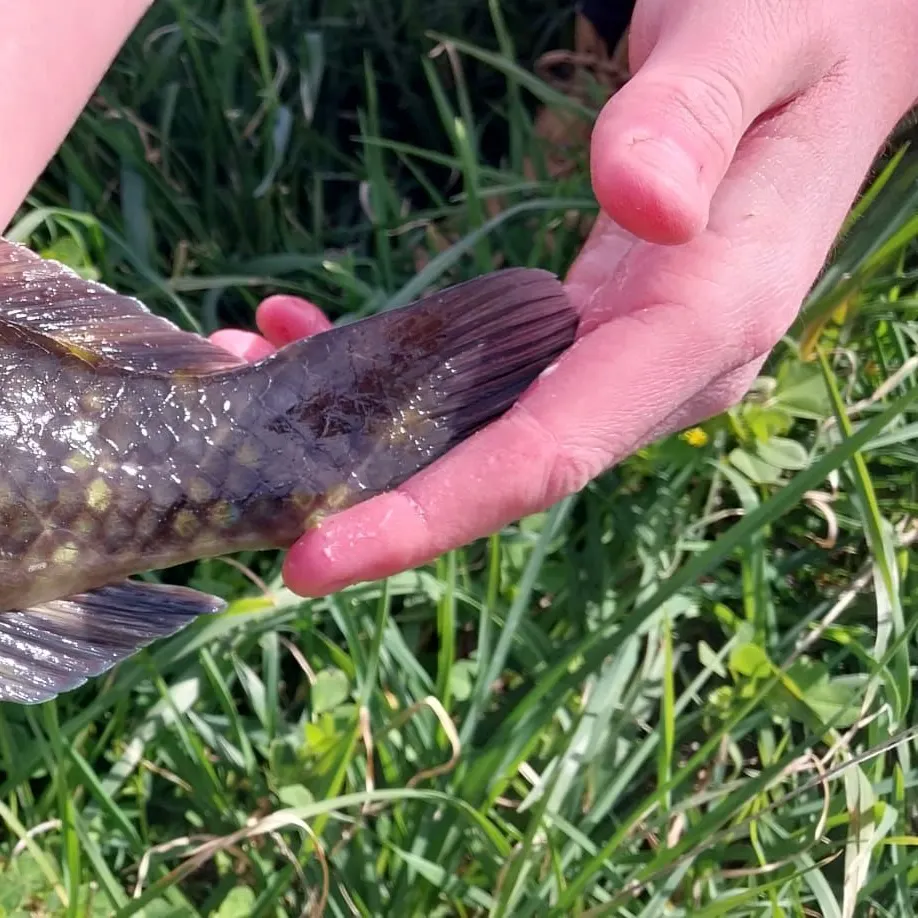 Banded wrasse caught on Fishbrain