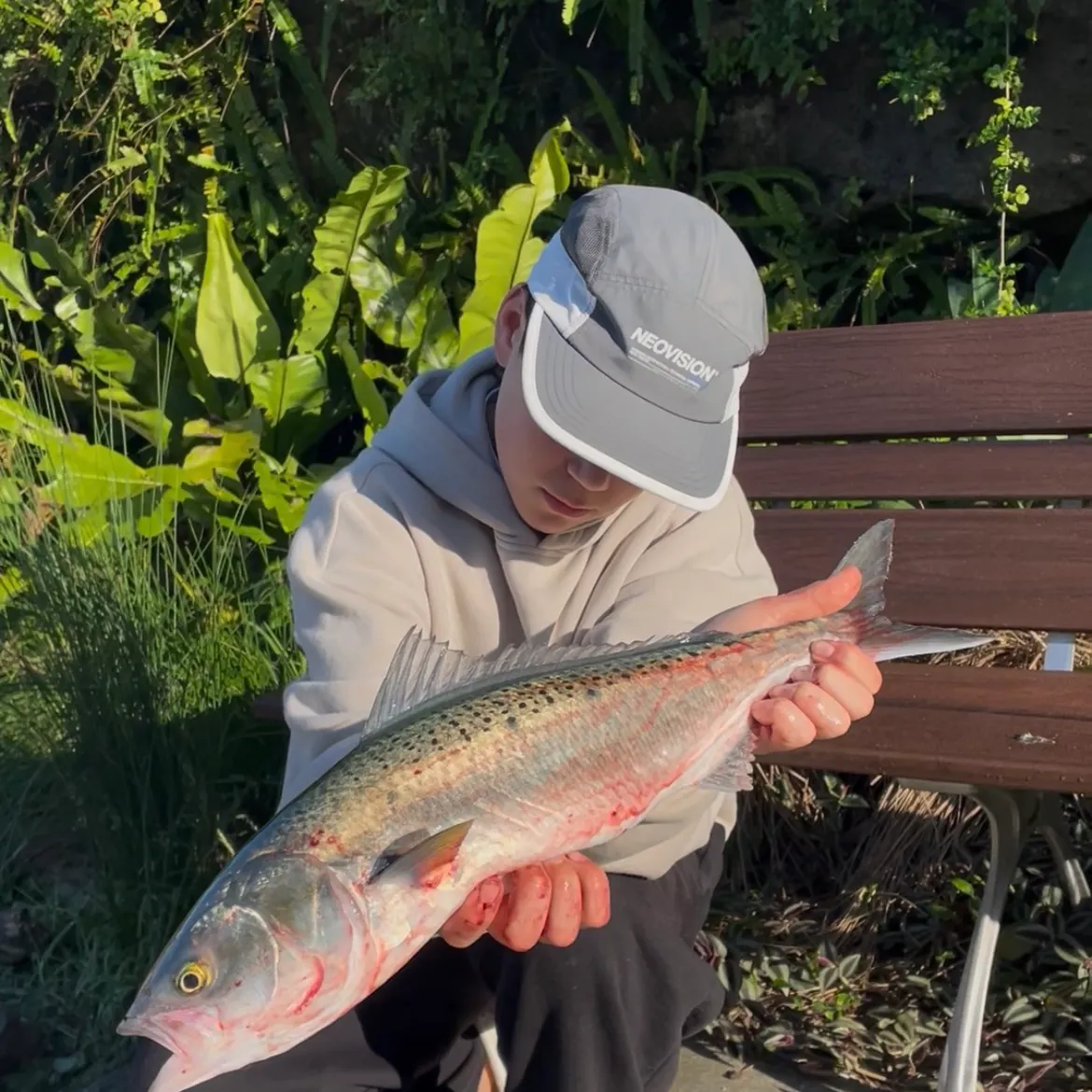 Eastern Australian salmon caught on Fishbrain