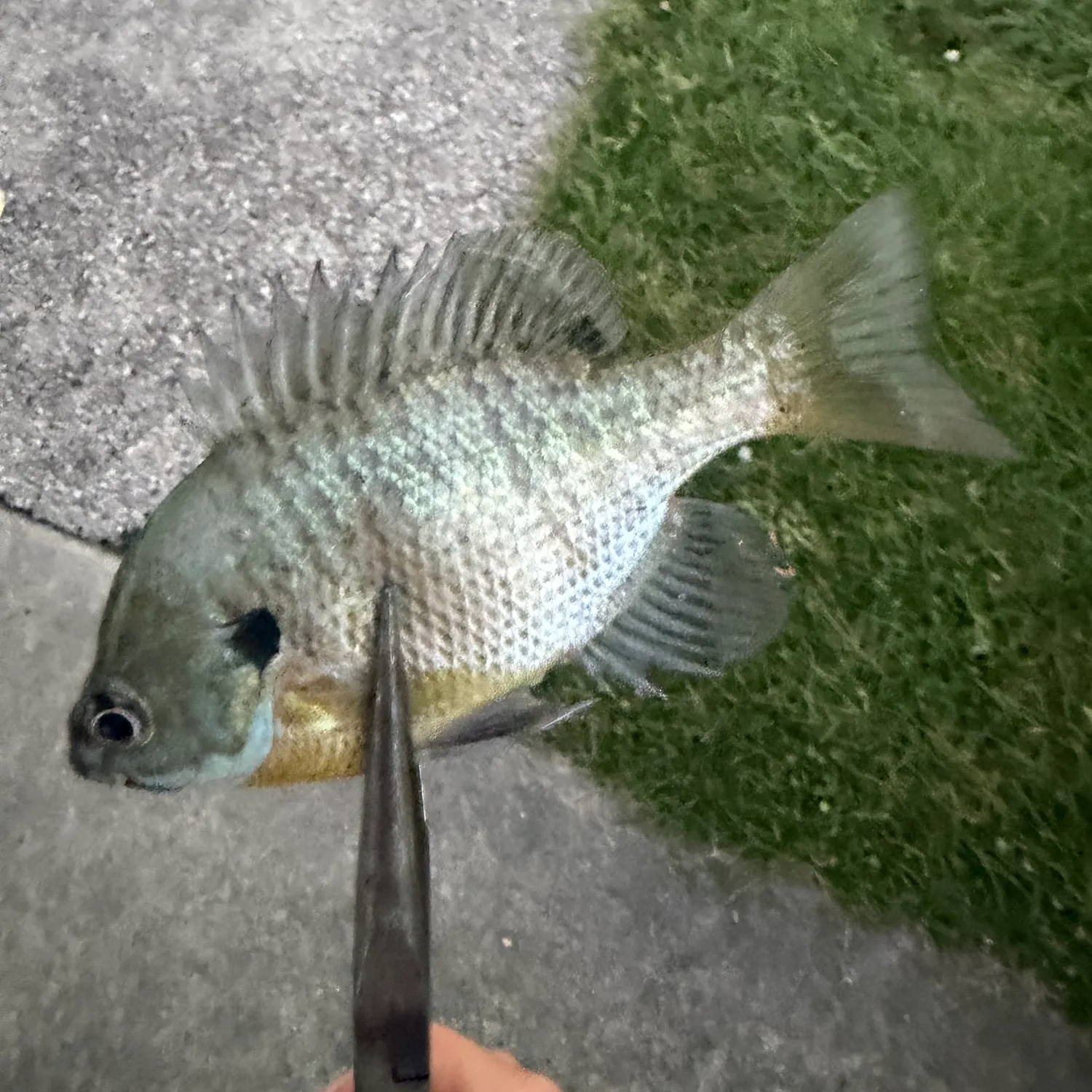 Bluegill caught on Fishbrain