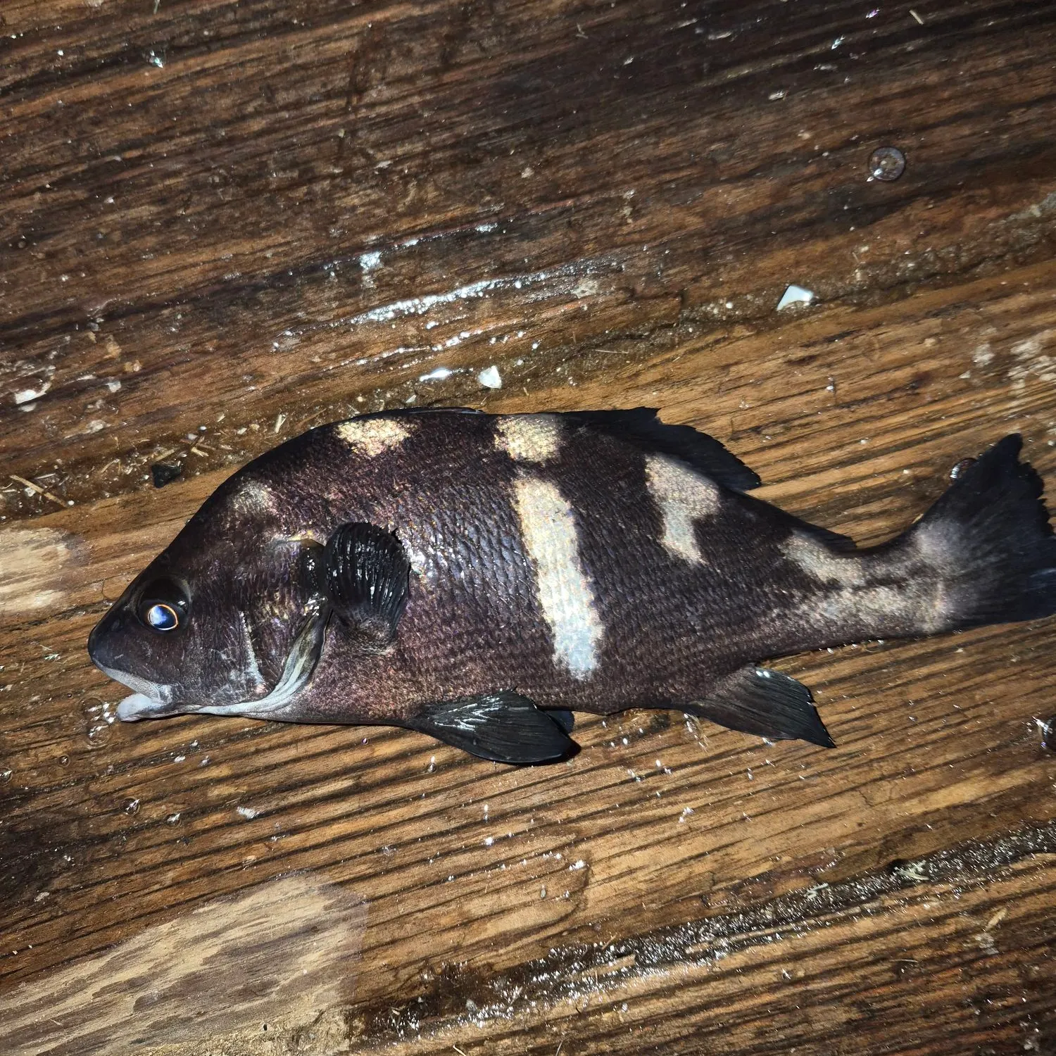 The most recent Black croaker catches on Fishbrain