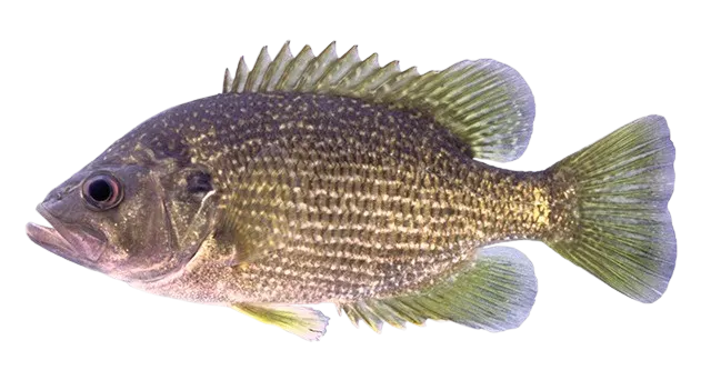 Roanoke bass