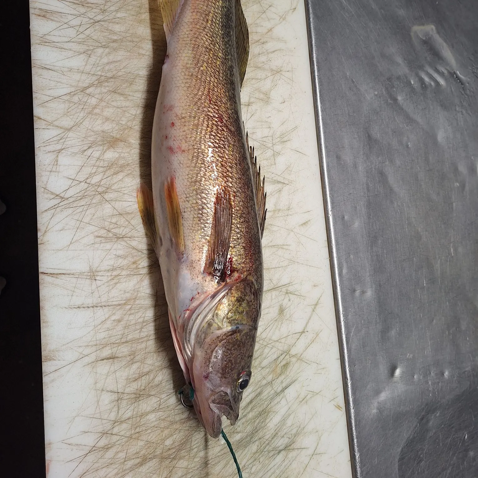 Walleye caught on Fishbrain