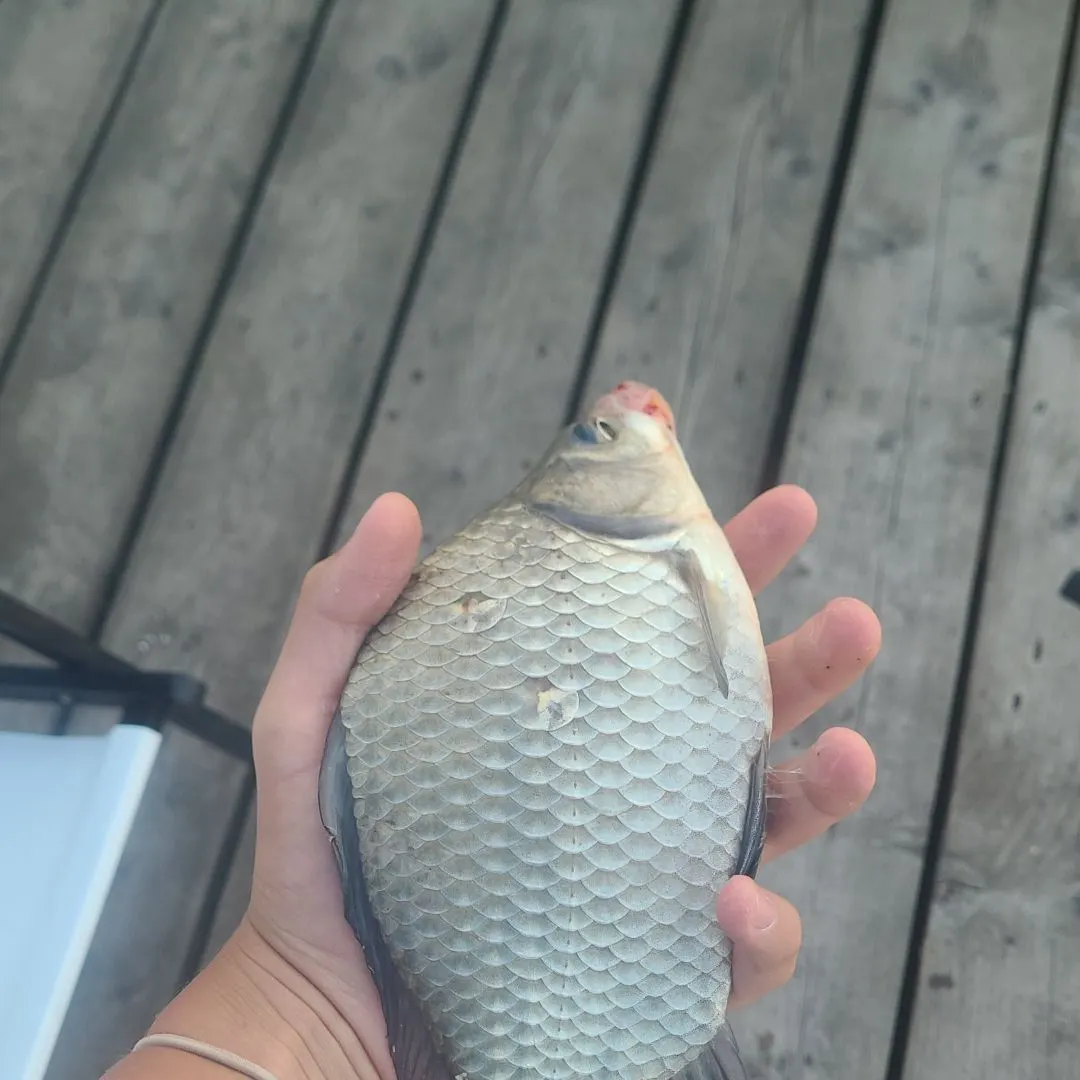 The most recent Crucian carp catches on Fishbrain