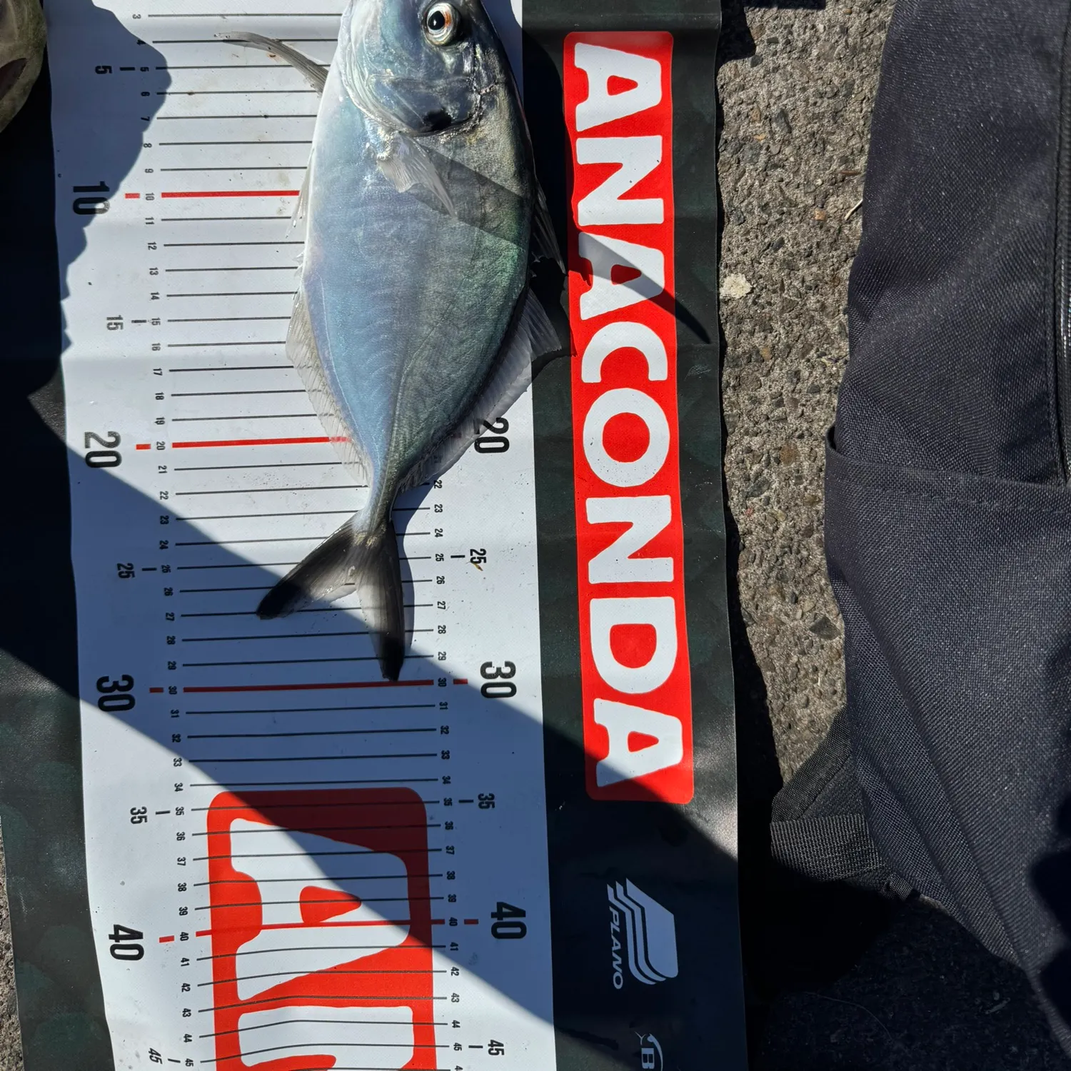 White trevally caught on Fishbrain