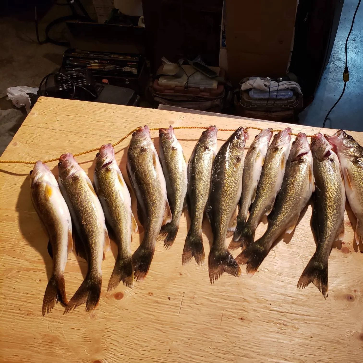 recently logged catches