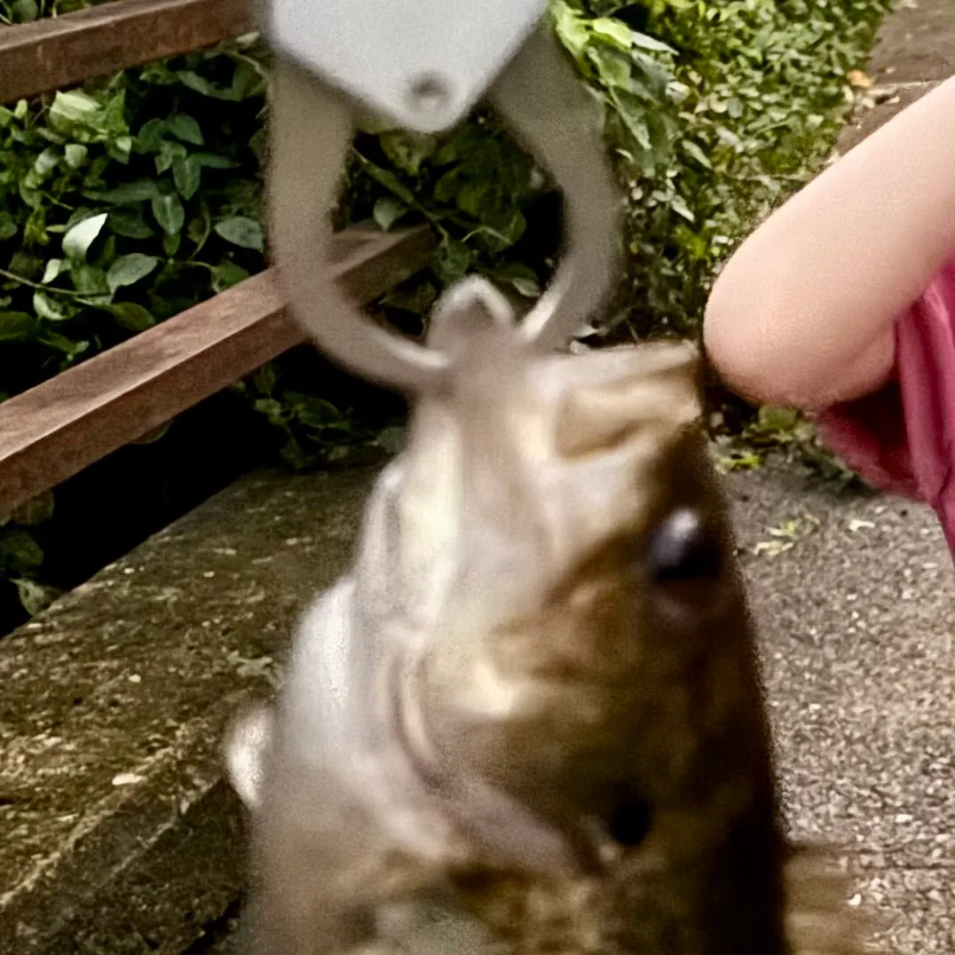 Rock bass caught on Fishbrain