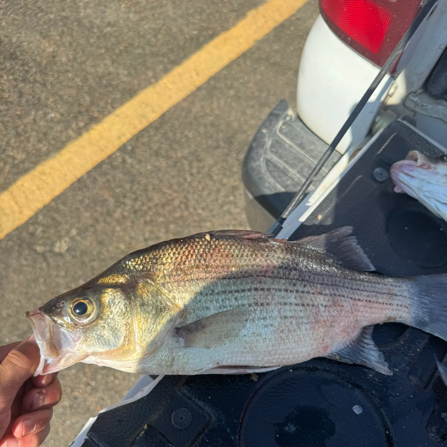 Wiper caught on Fishbrain