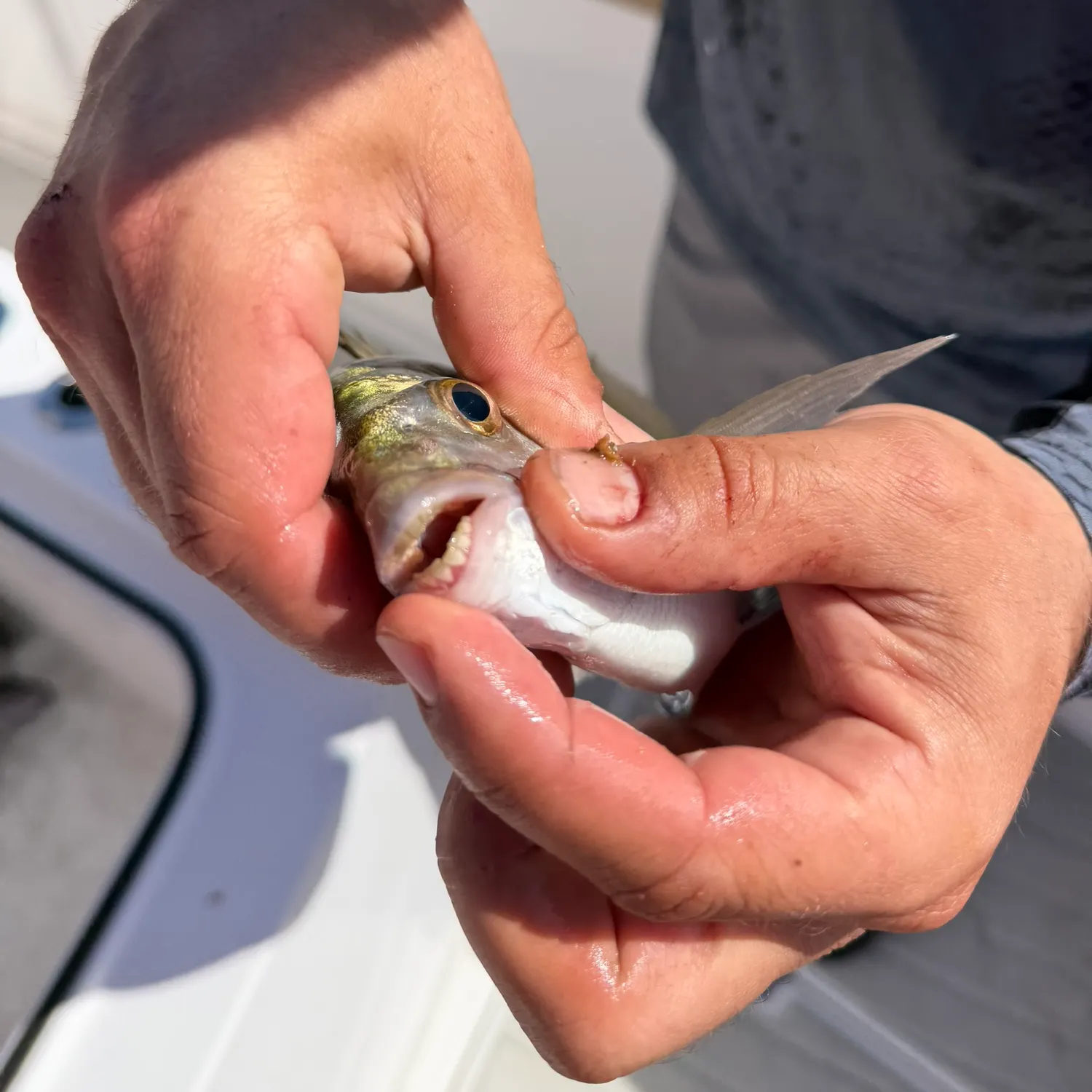 The most recent Spottail seabream catches on Fishbrain