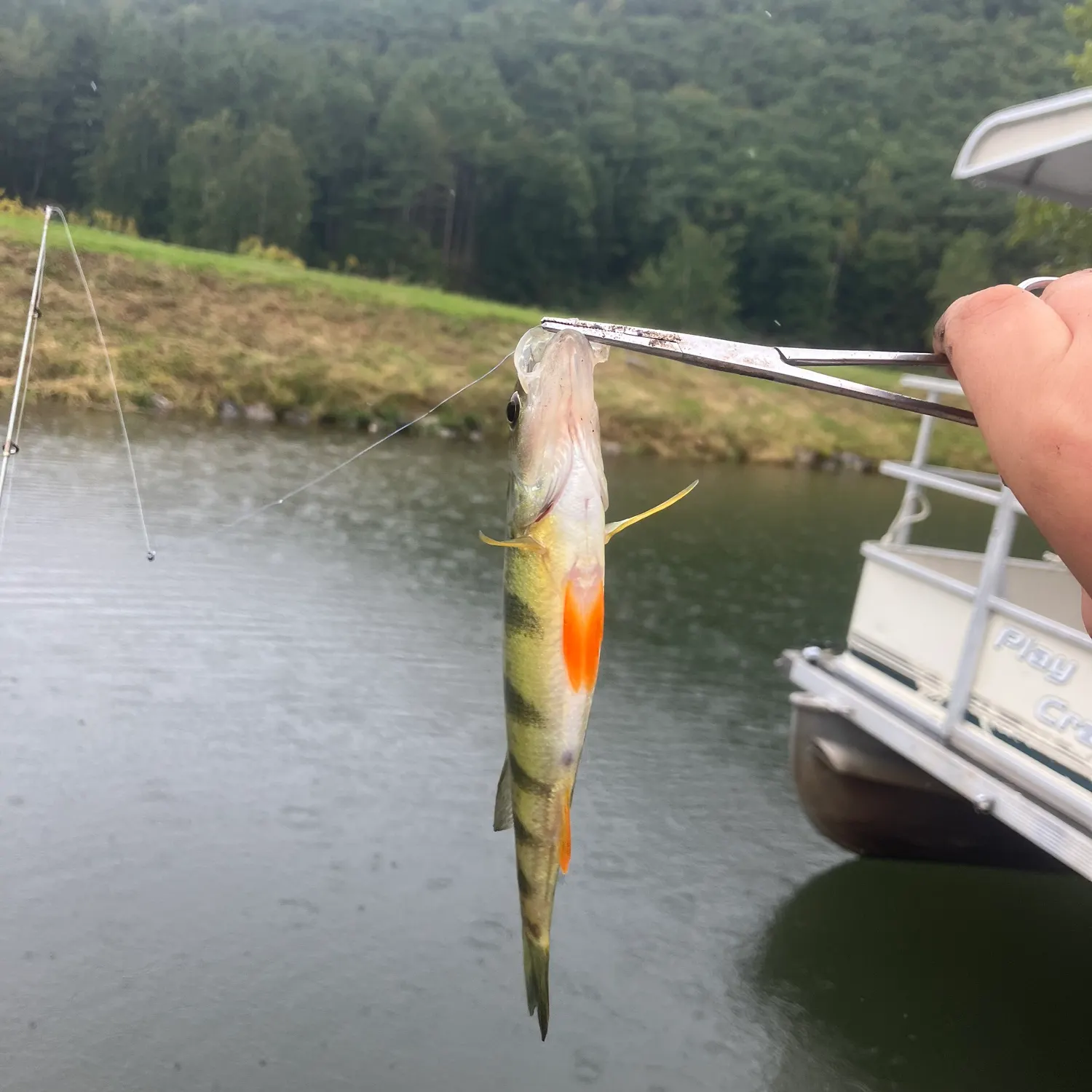Yellow perch caught on Fishbrain