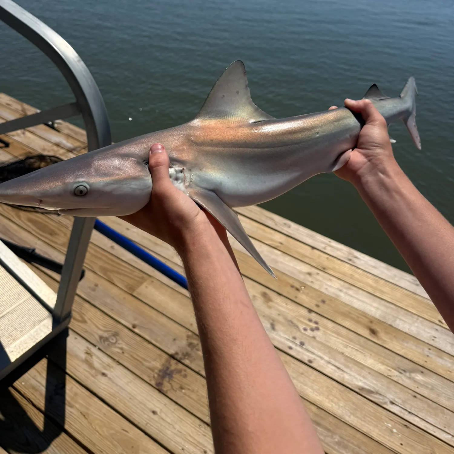 The most recent Finetooth shark catches on Fishbrain